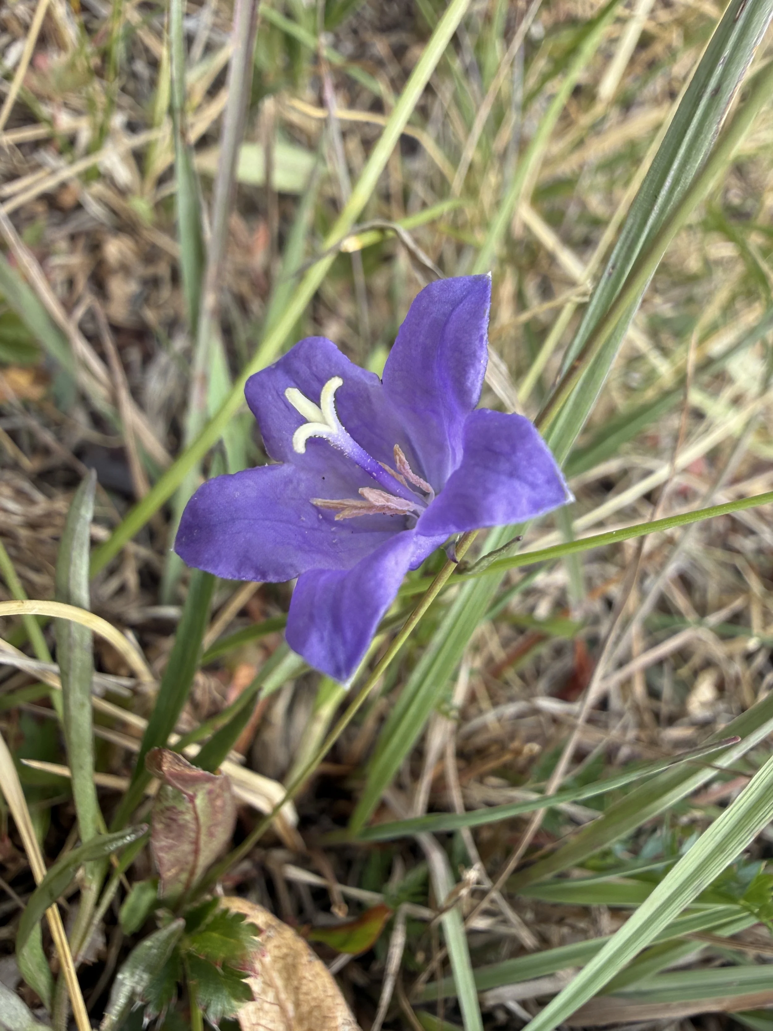 Parry's harebell, Campanula parryi, 8/21/26
