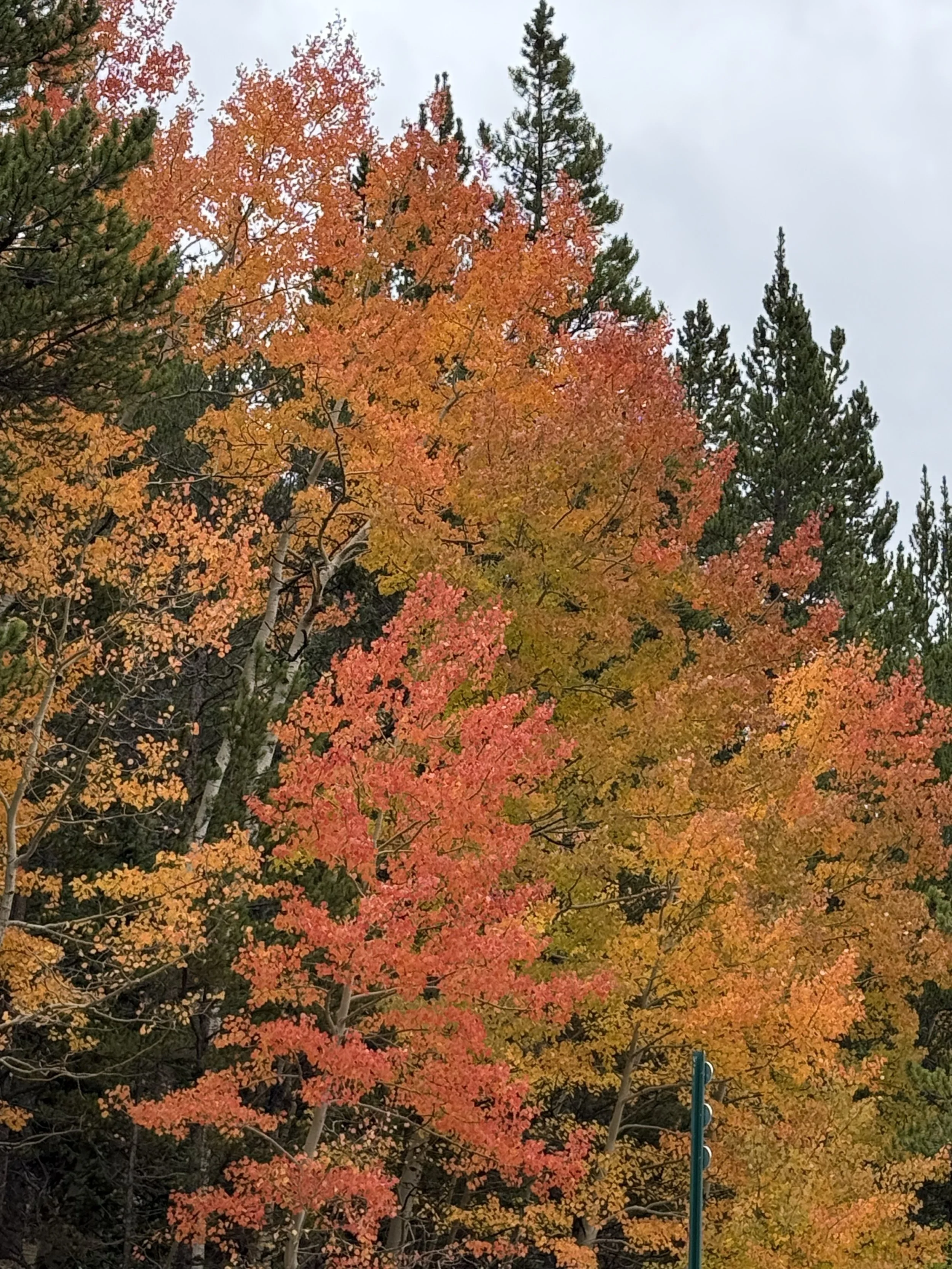 Fall colors 2 9.24.26.jpeg