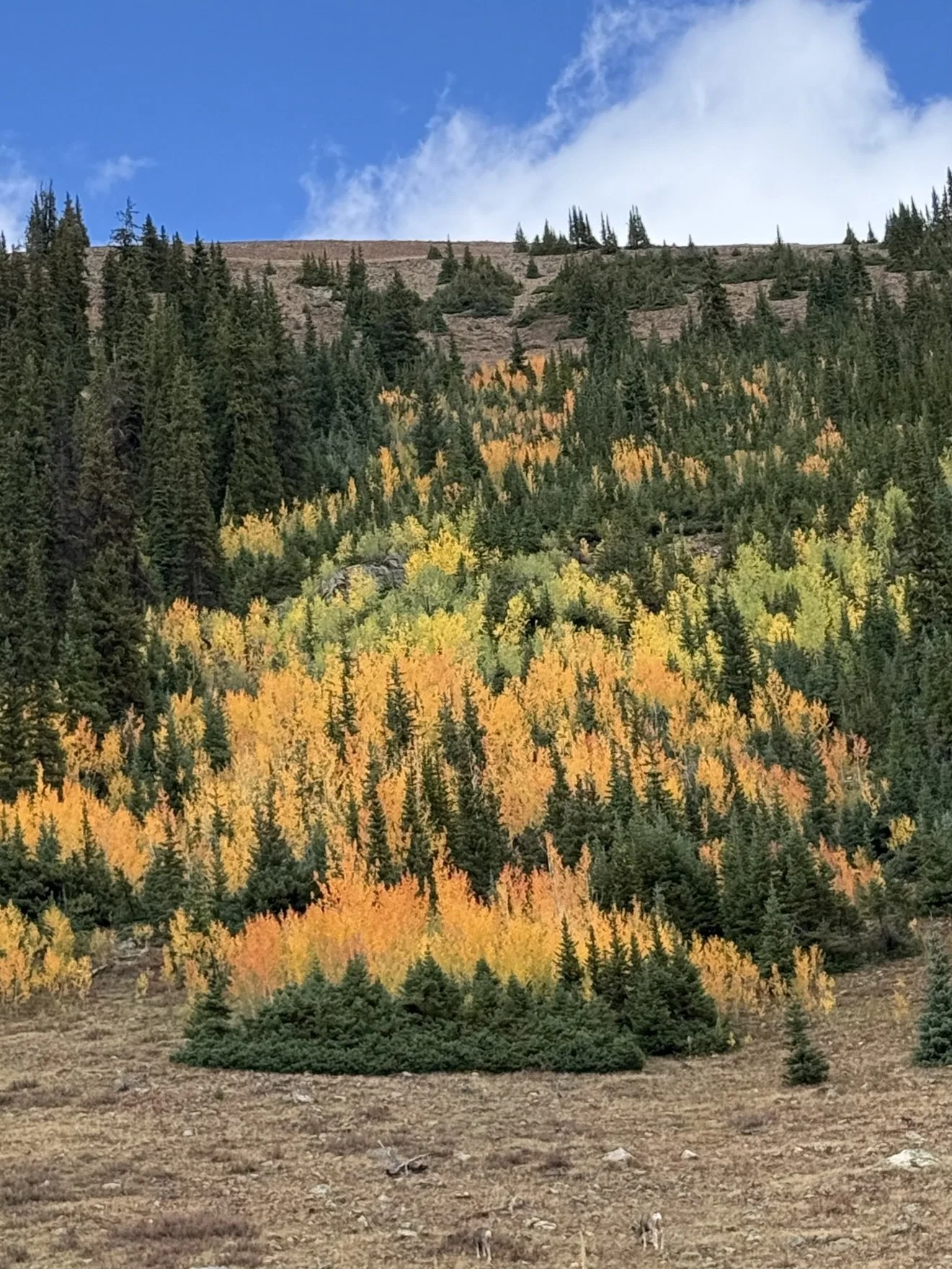 trees near upper Lost Man.jpeg