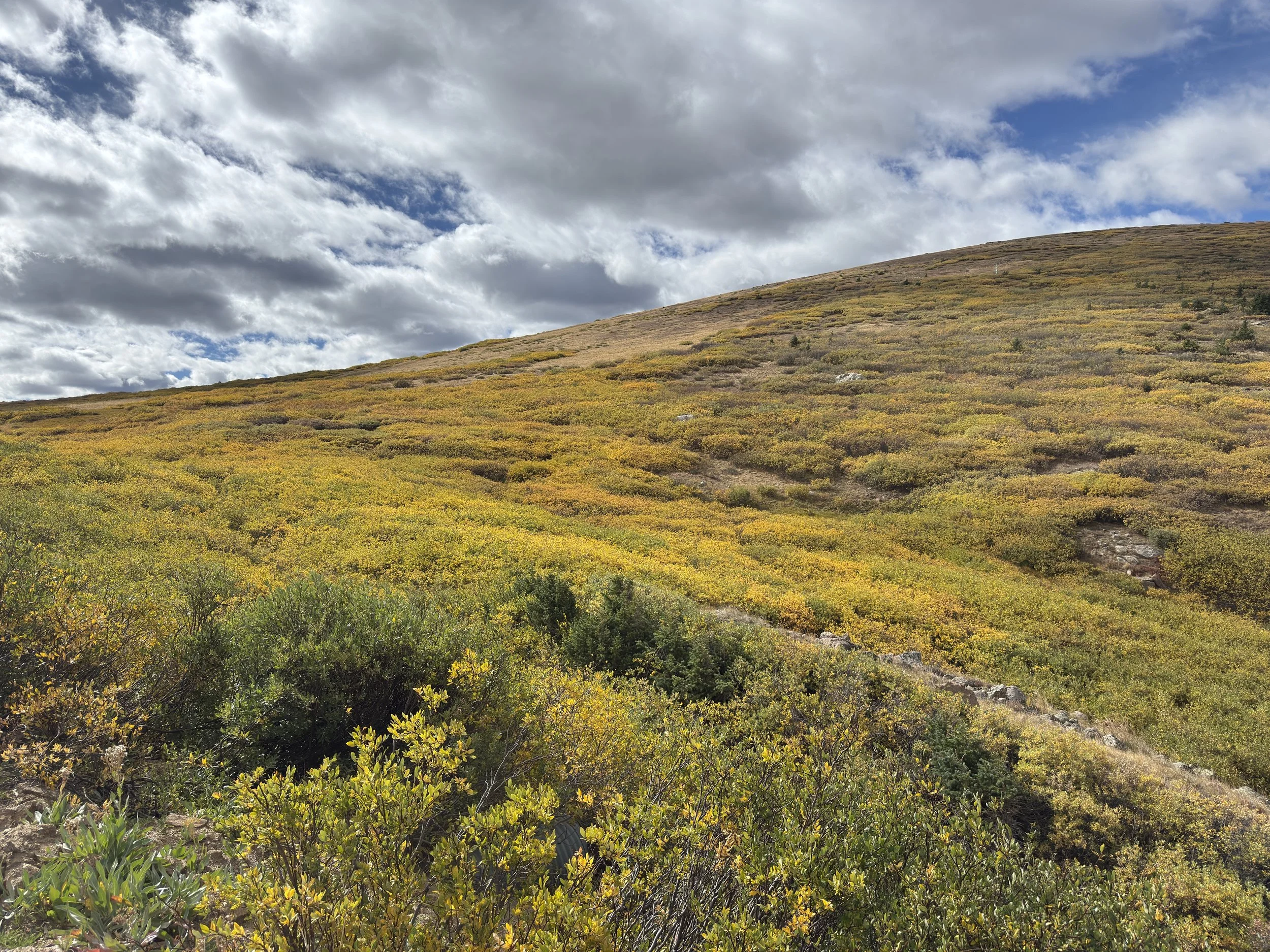 golden tundra 9.8.26.JPG