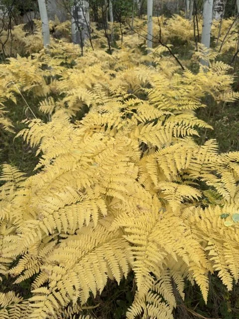 Ferns 8.10.26.JPG