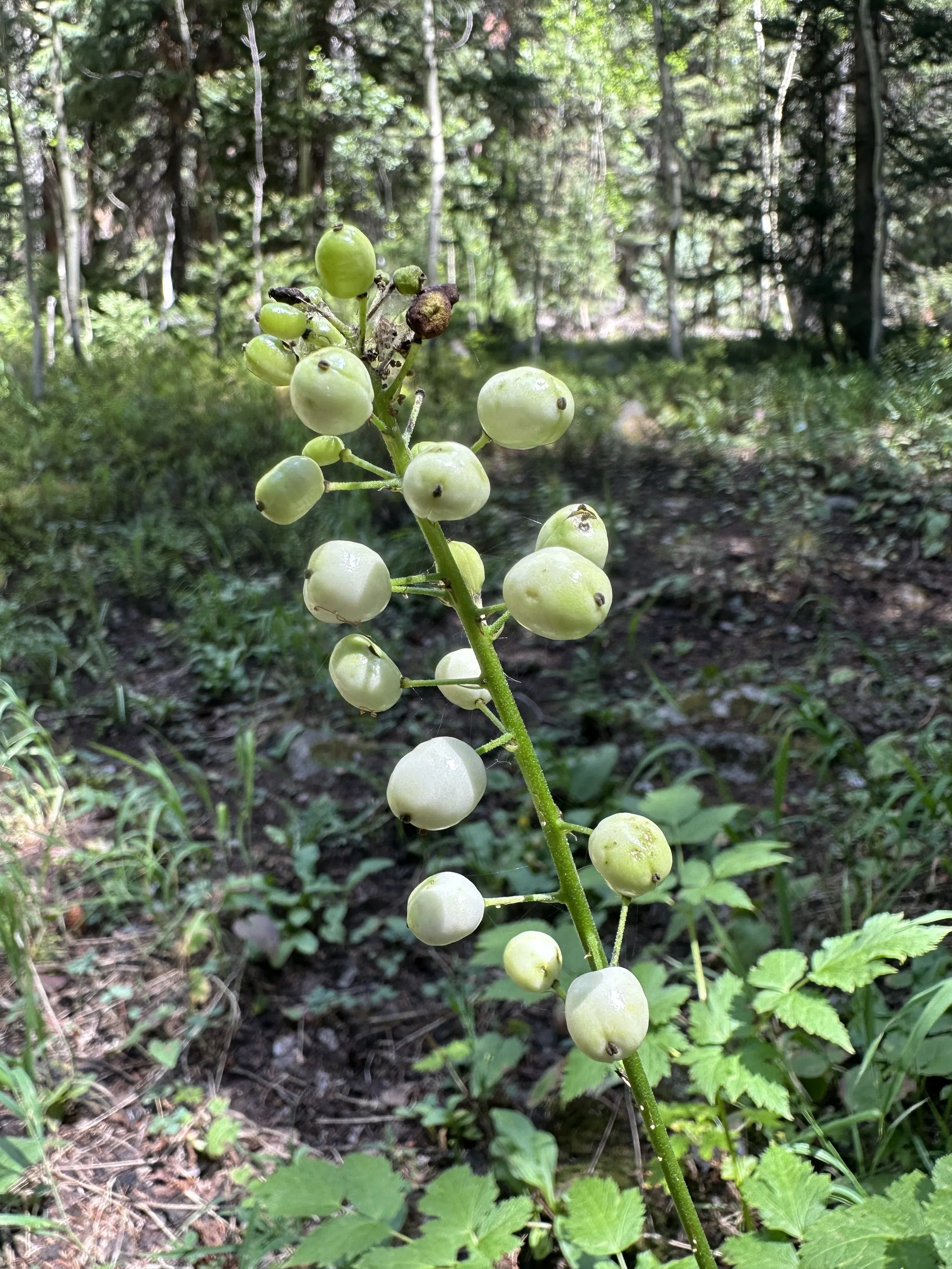 The bane of your existence? — Independence Pass Foundation