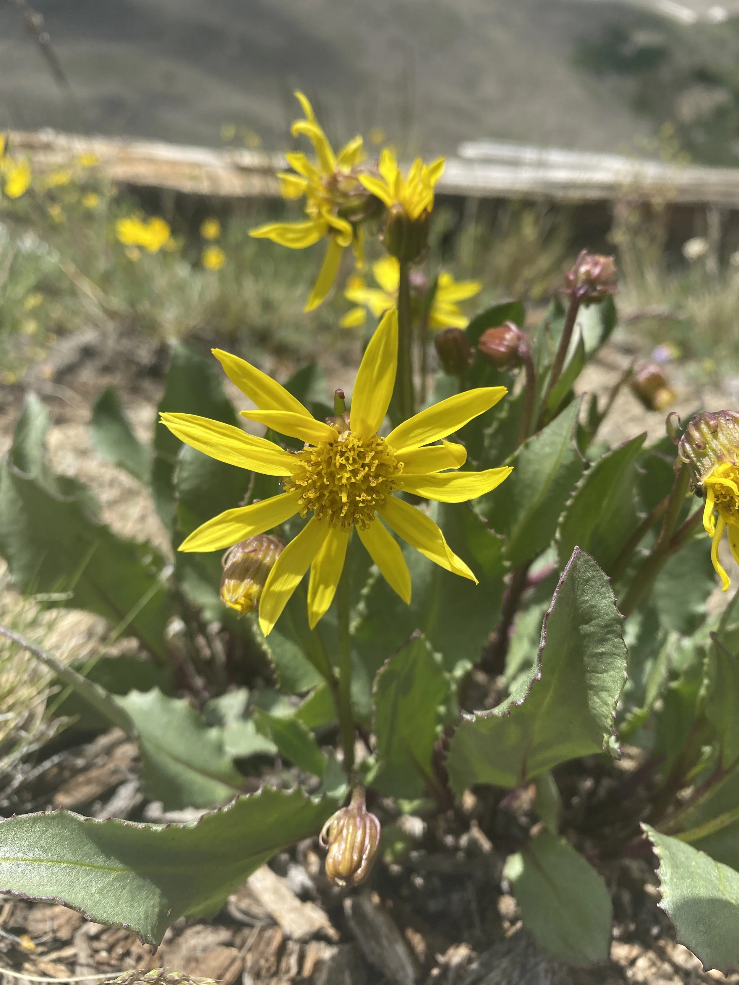 Alpine ragwort's smaller variant — Independence Pass Foundation