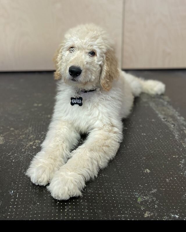 Meet our newest employee! #dogsofinstagram #officedog #labradoodlesofinstagram