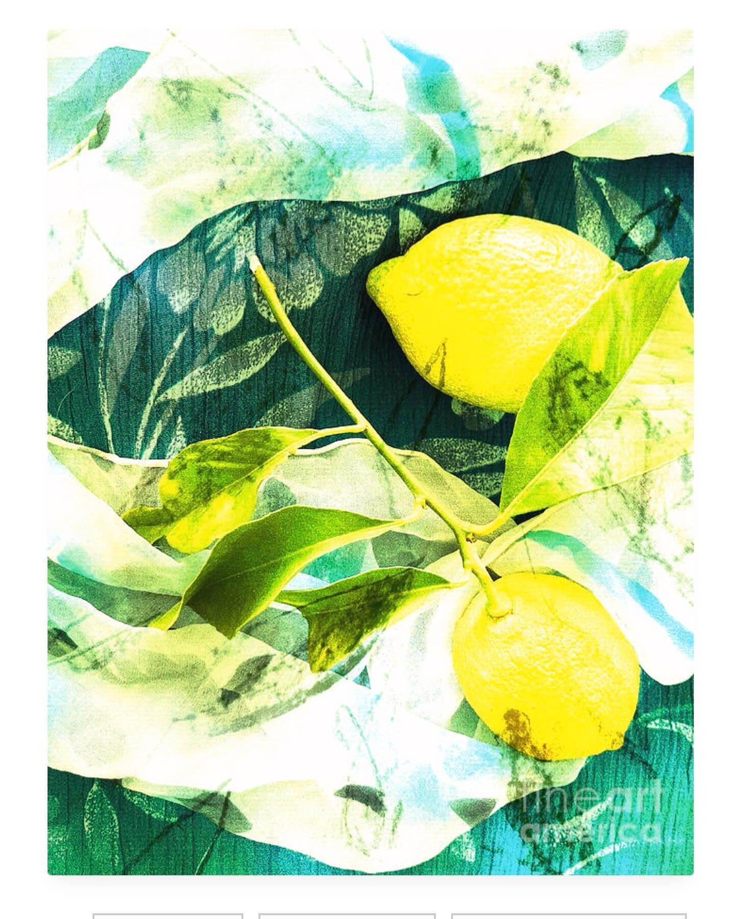 Lemons trending once again!🍋
Lemony Lemons available in fine art link
#lemonart 
#fruitart 
#lemondecor 
#lemons 
#lemonsandlimes