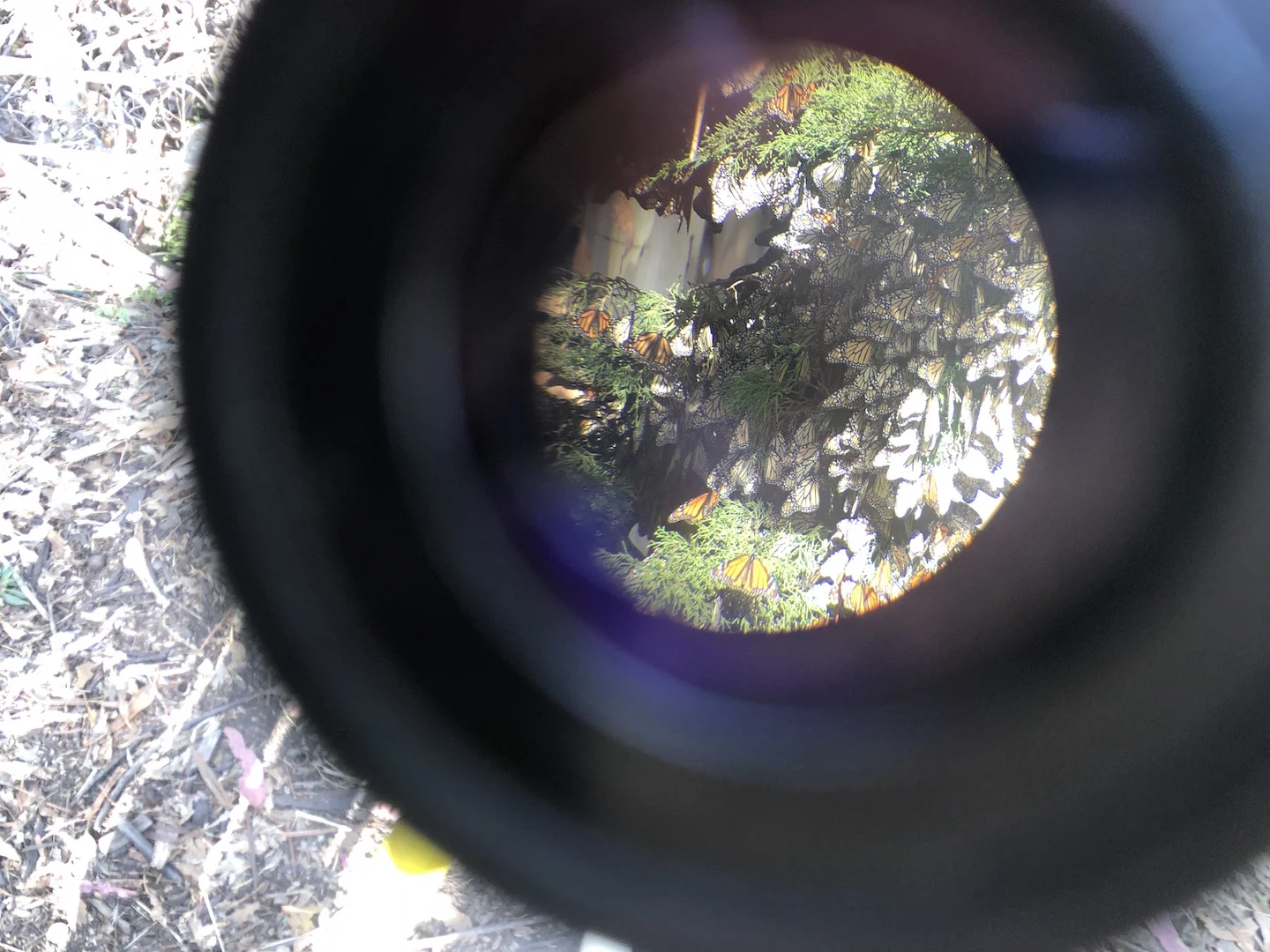 Monarch Butterflies at Natural Bridges can be seen close up through a telescope.