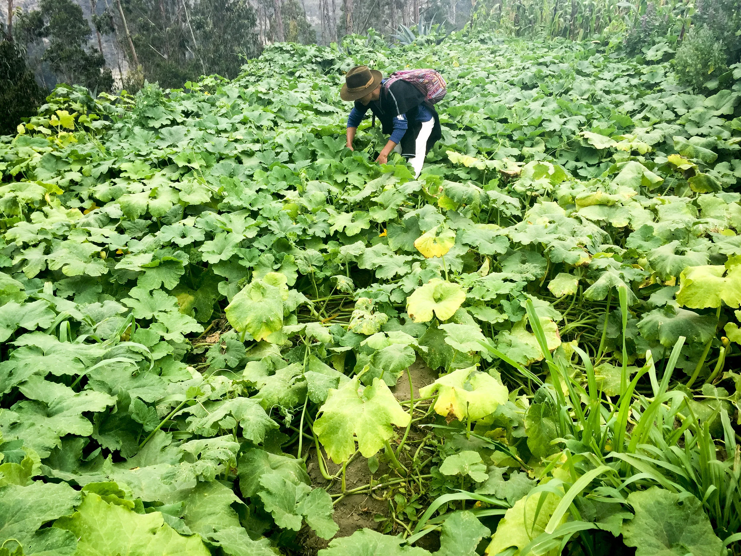  Village of Salasaka, Ecuador. 