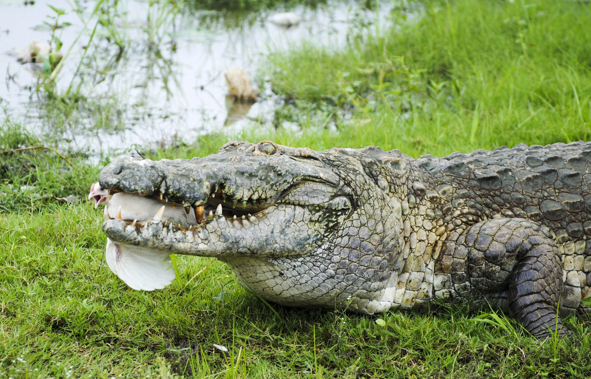  Burkina Faso, West Africa. 