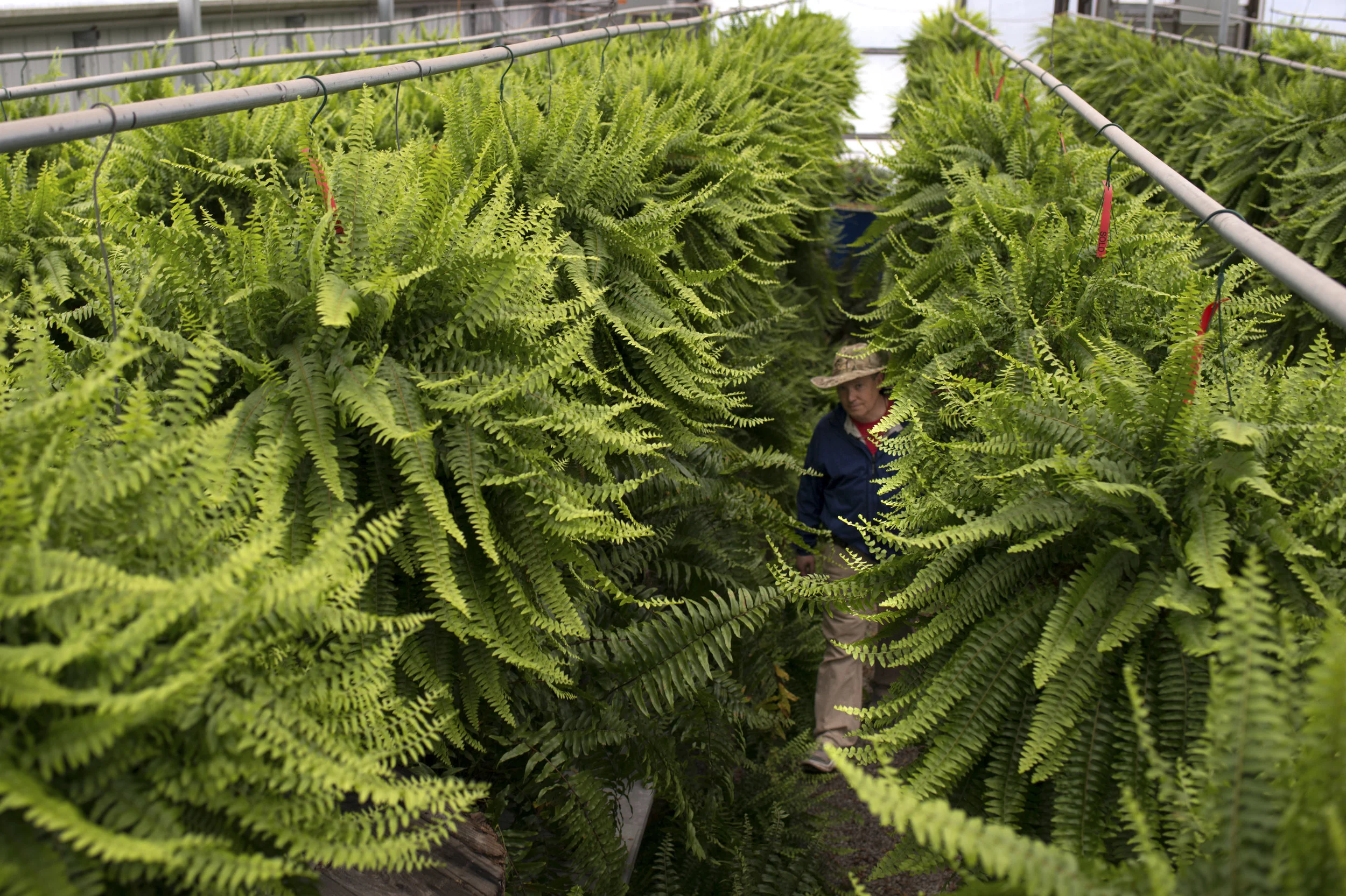  John Atkerson has wanted to run a greenhouse for over 25 years. Two years ago, after 20 years of working in commercial real estate, his dreams were realized and he became owner of Three Lions Garden Center in Bowling Green, Ky. He now runs the garde