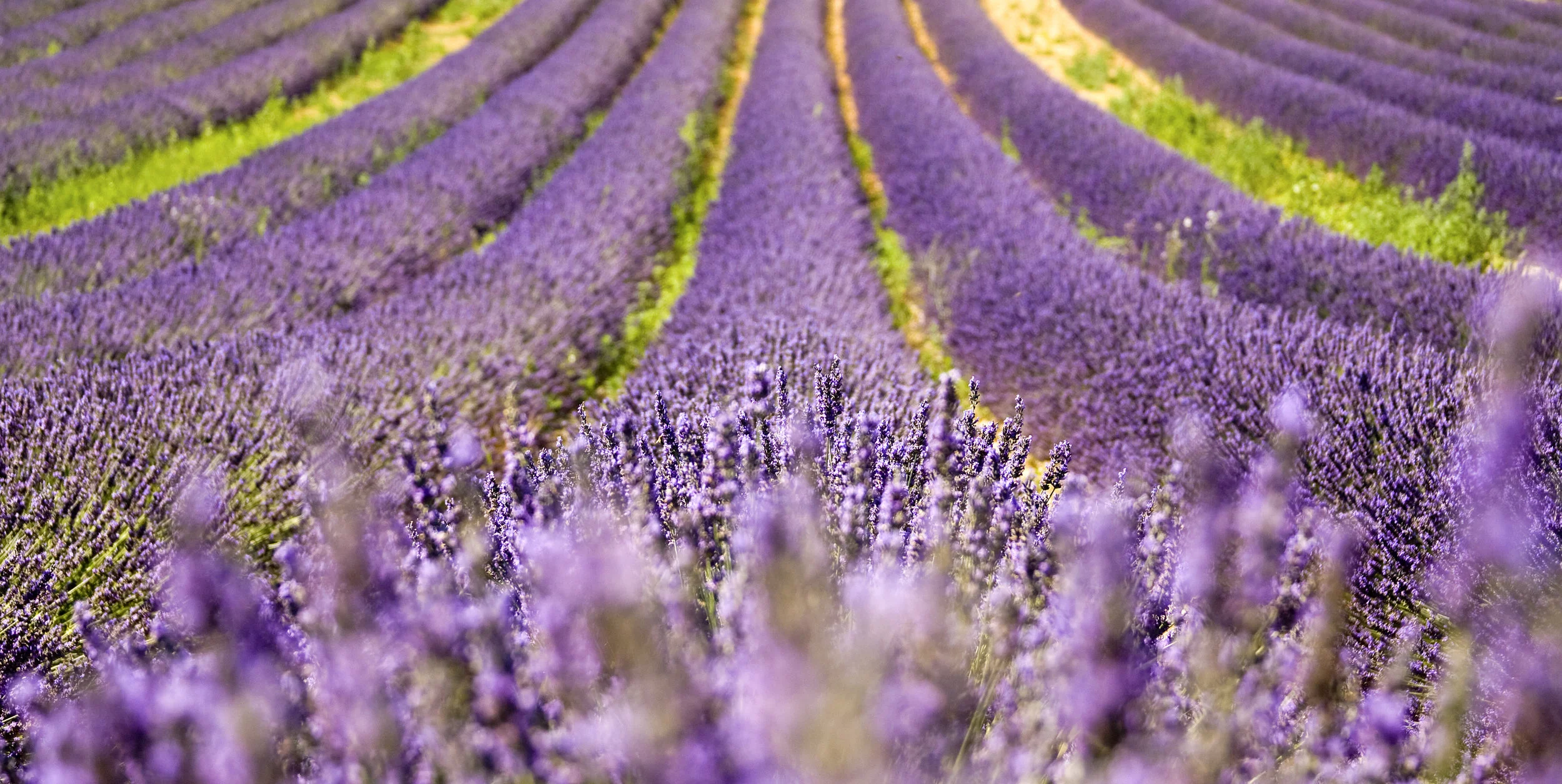 AdobeStock_39102854.jpeg