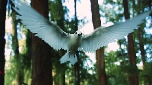 Midway Island - Bird Portrait