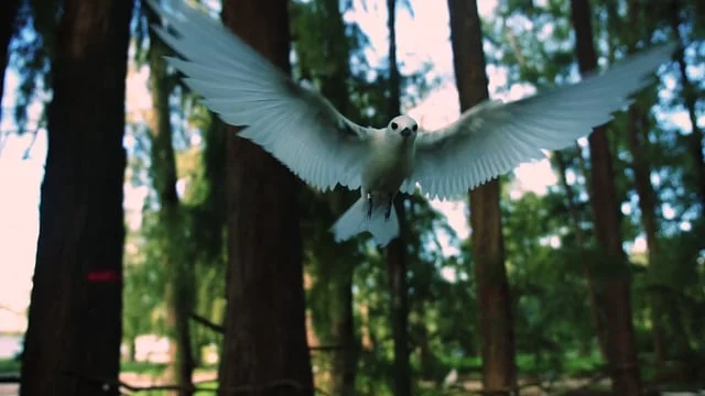 Midway Island - Bird Portrait