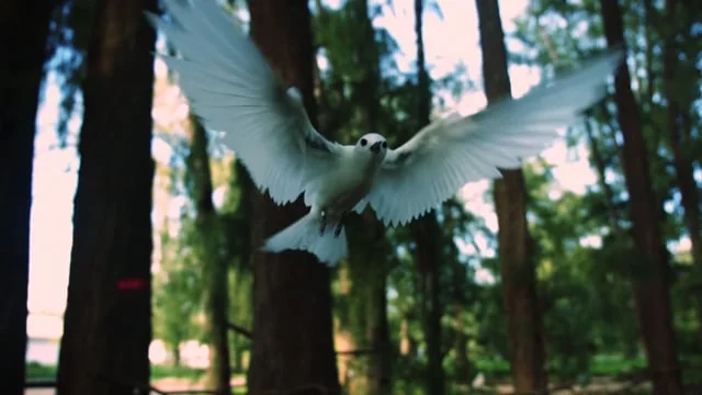 Midway Island - Bird