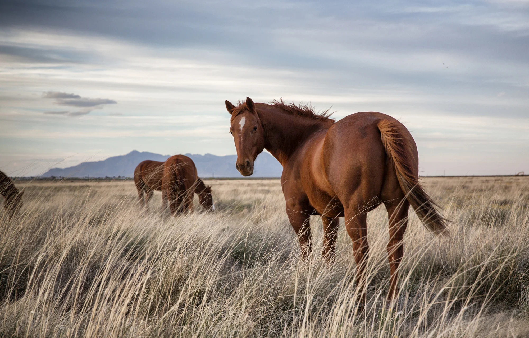 _Reportage_USA_NewMexico0417_JFB_A1A9645s.jpg