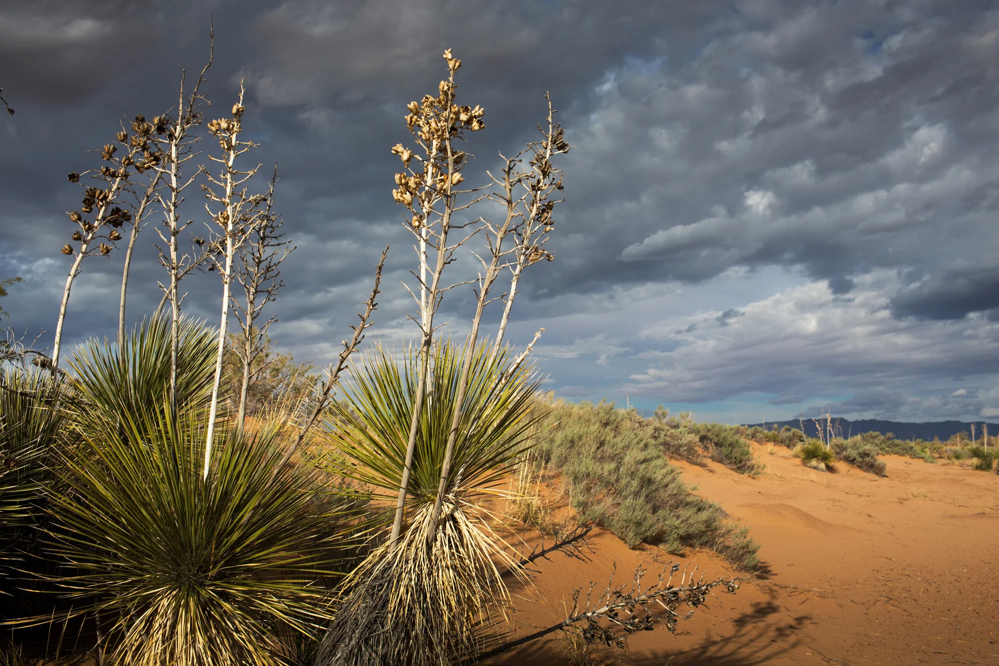_Reportage_USA_NewMexico0417_JFB130.jpg