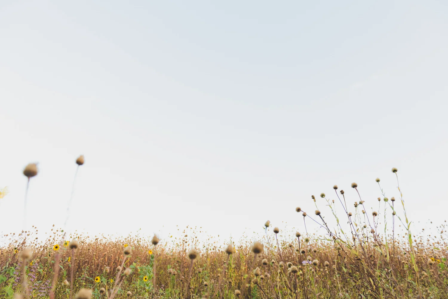CatherineSandersonPhotography_AustinTX_SHMaternity-1.jpg