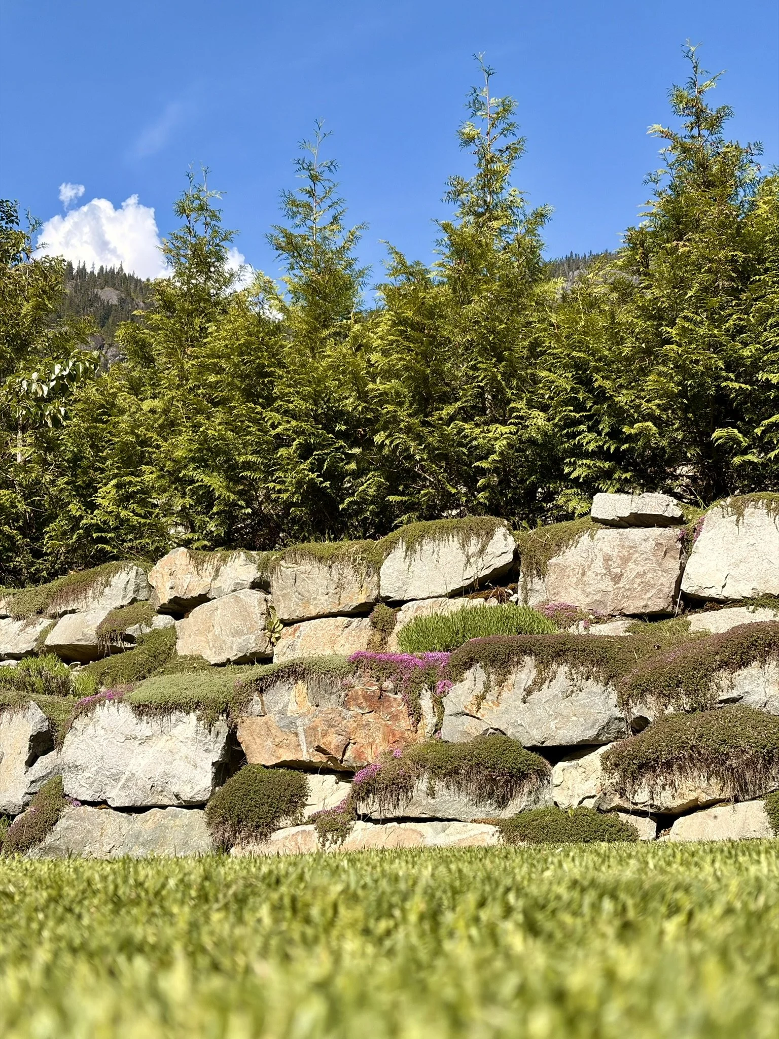 Rock wall surrounded by green moss and small purple flowers under a blue sky with some clouds and mountain in the background.
