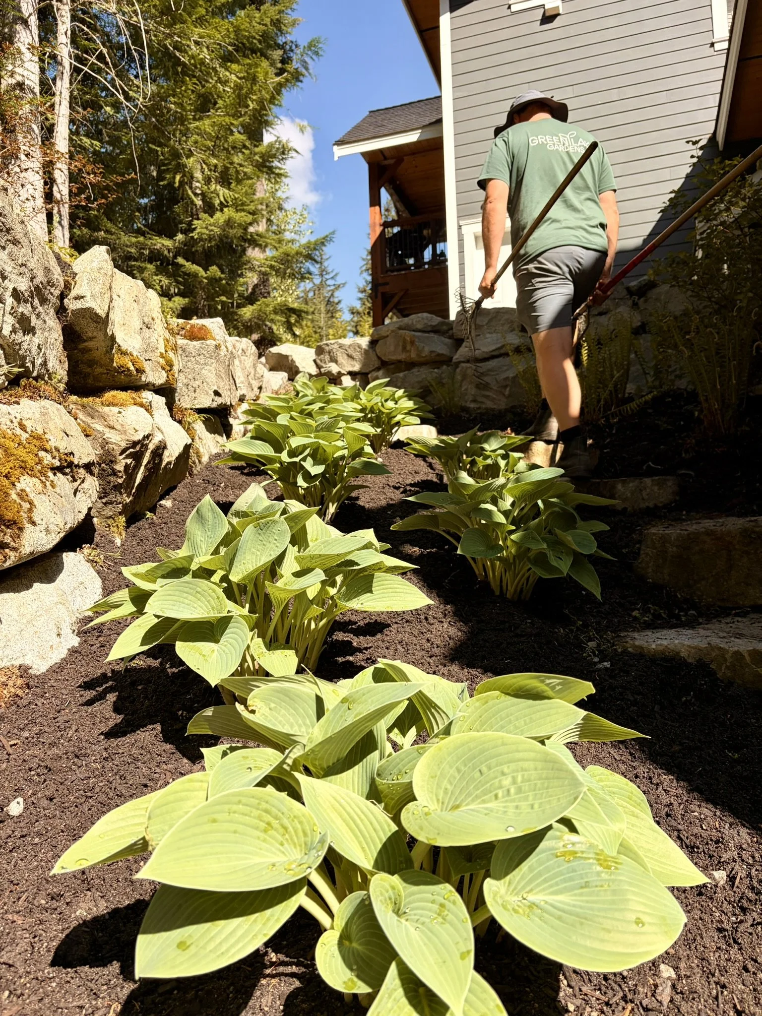 A person wearing a green T-shirt and shorts are gardening outside near a house with gray siding. They are standing on a stone-edged garden bed with green leafy plants, possibly hostas, in front of rocks and trees, under a blue sky.