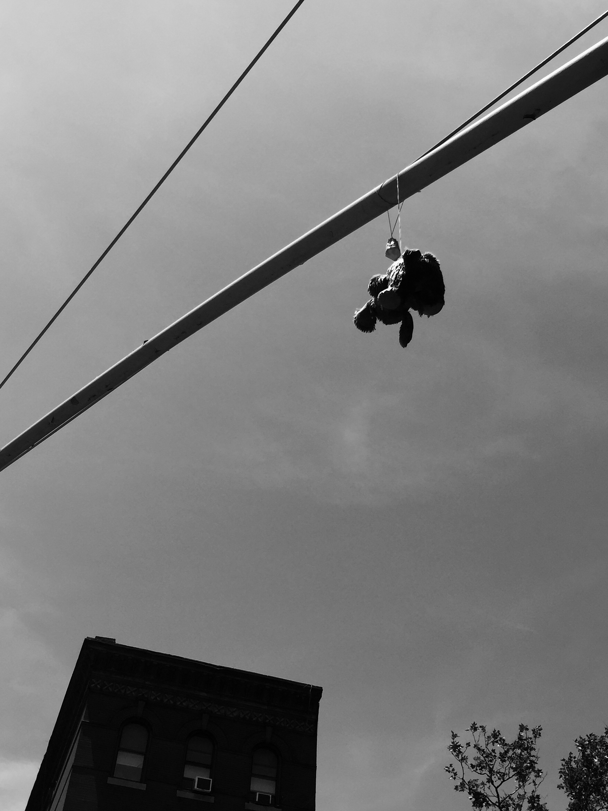 24. Teddy on Wire - East Village, Manhattan.jpeg