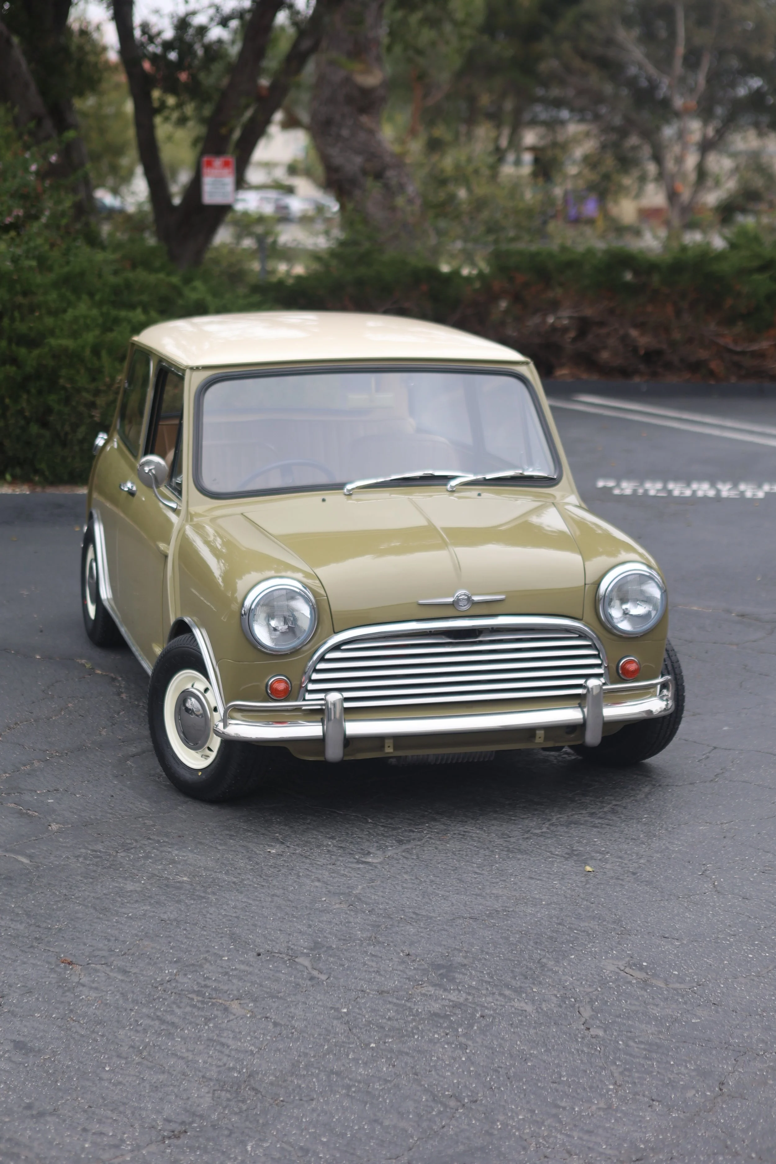 -#88 Pistachio (Brianne?)  - 11 of 31.jpeg