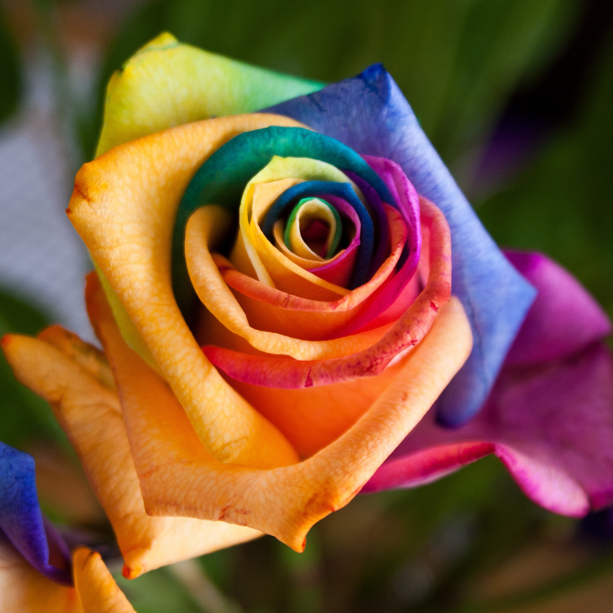 Rainbow Rose by Sam Judson on Flickr.jpg