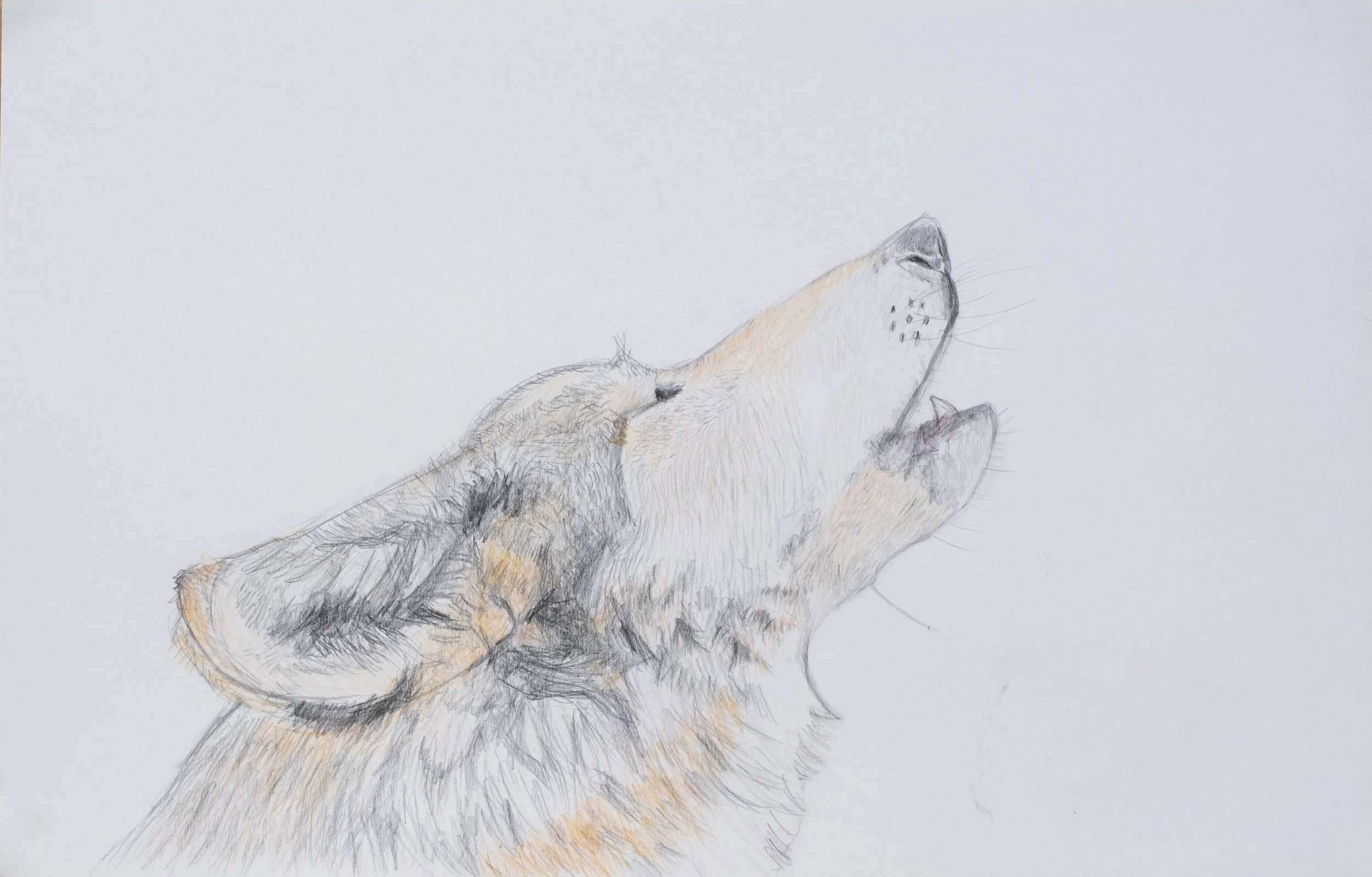   Wolf,  2023 pencil on paper, 11 × 17 in. 
