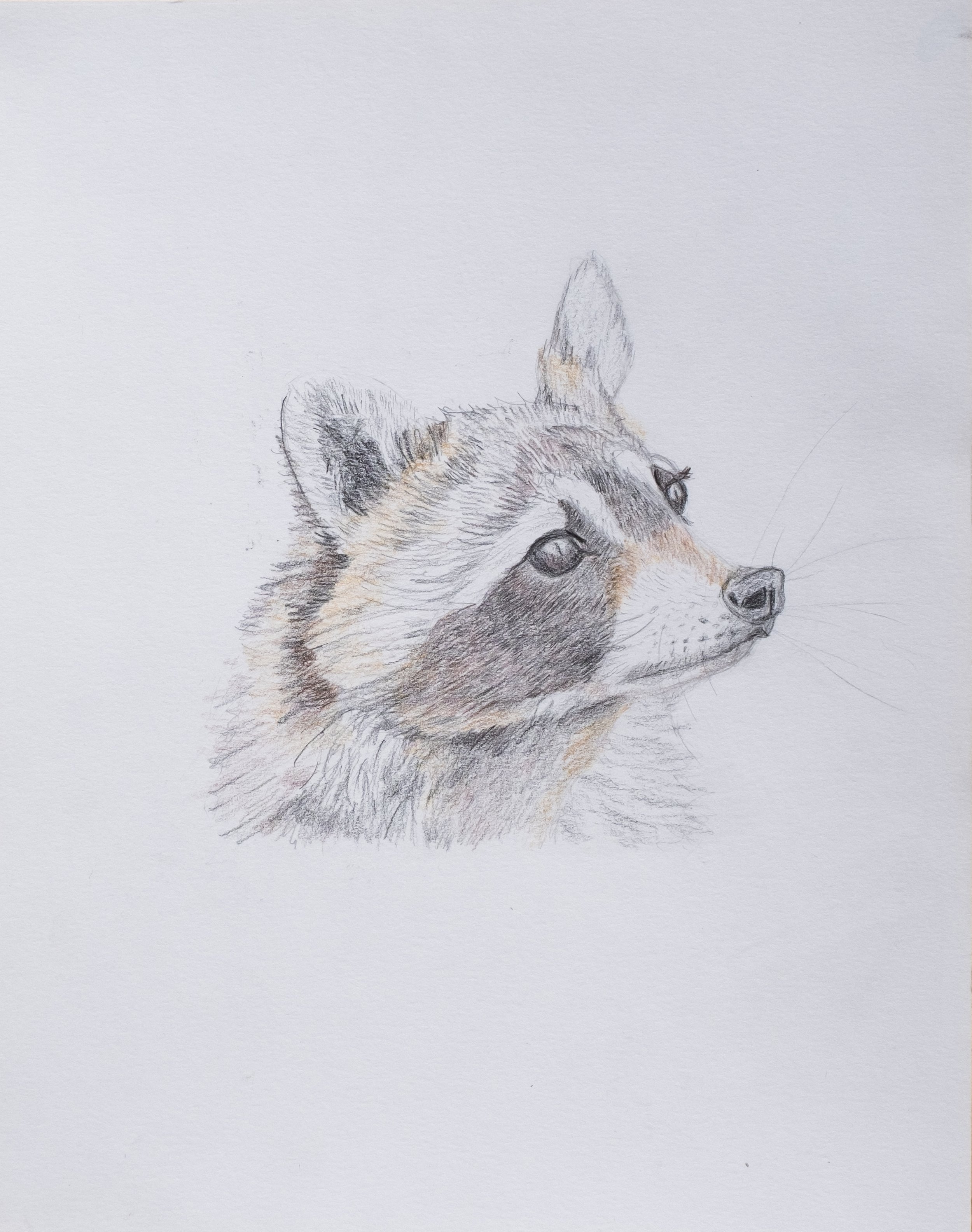   Racoon,  2023 pencil on paper, 11 × 14 in. 