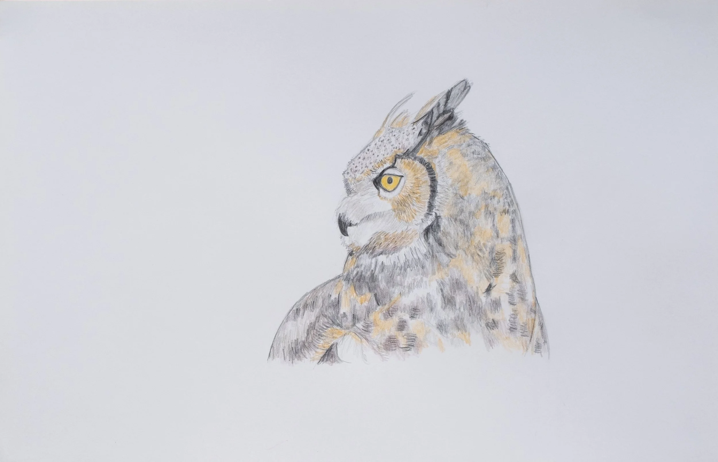   Owl,  2023 pencil on paper, 11 × 17 in. 