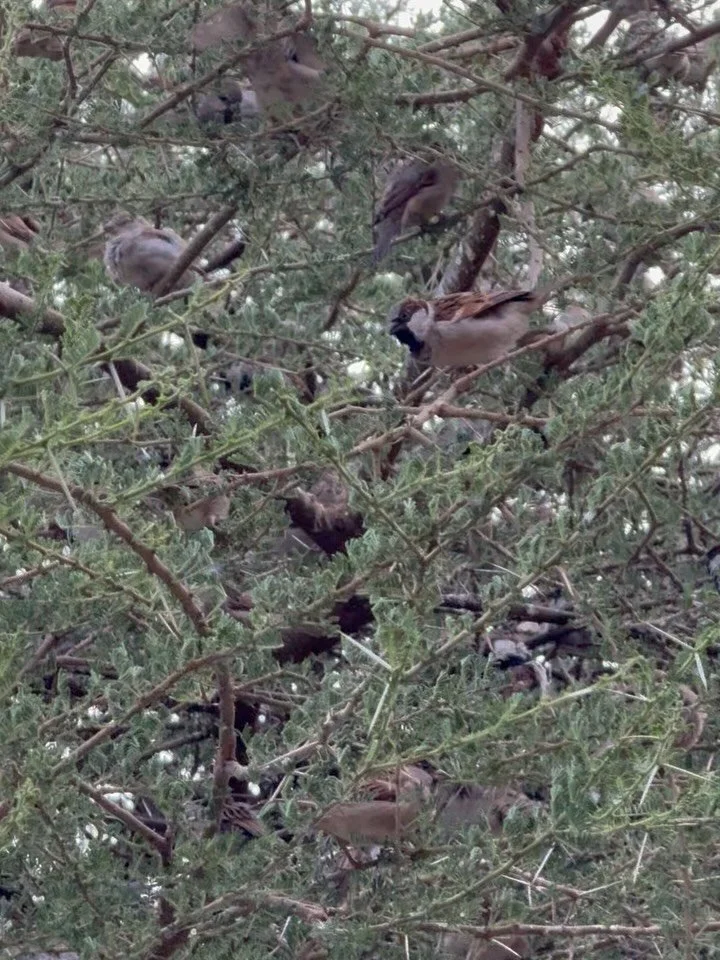 Dropping clips! Celebrating April, Earth month, Rasuli&rsquo;s birth month with natural wonders, spring bounty, rainy day challenges and babies 🌿🌍 
The amazing natural dusk til dawn phenomenon in Eyasi 🐦 Swarms of birds the Hadza call Ts&rsquo;ela