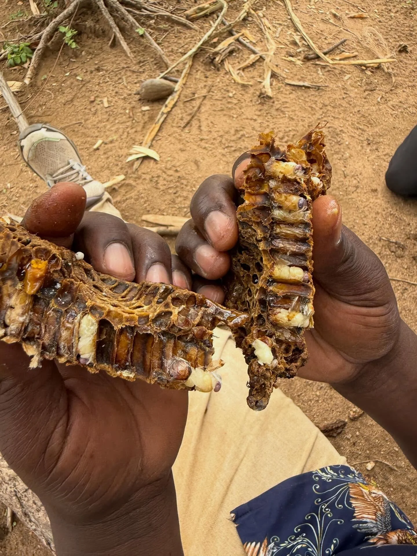 Honey part 1 - Chairperson Endeko discovered a baobab so full of honey it had been overlooked by many Hadza in the area. There are very few things that Endeko loves more than honey and he is good at finding it. High up in a baobab in the Mang&rsquo;o