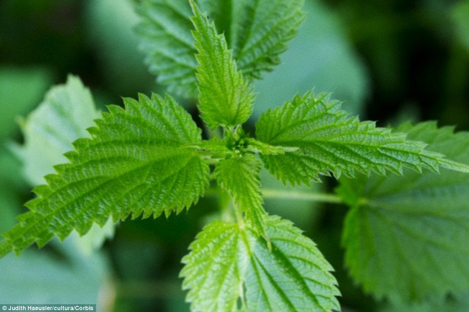 Asian Nettles