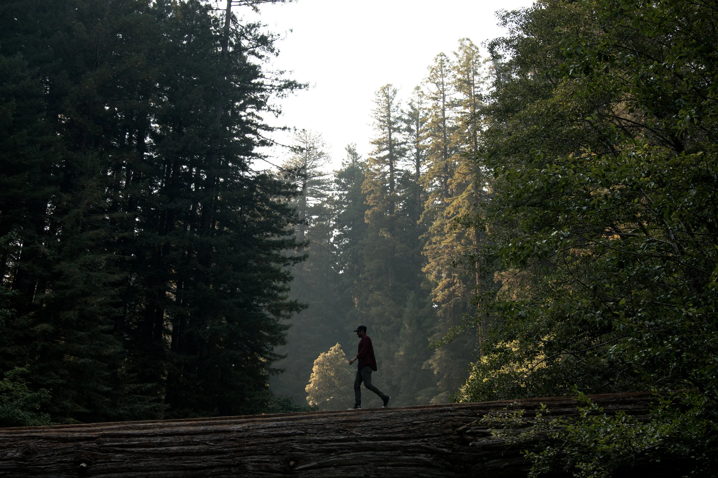 Log walk 1 (1 of 1).jpg