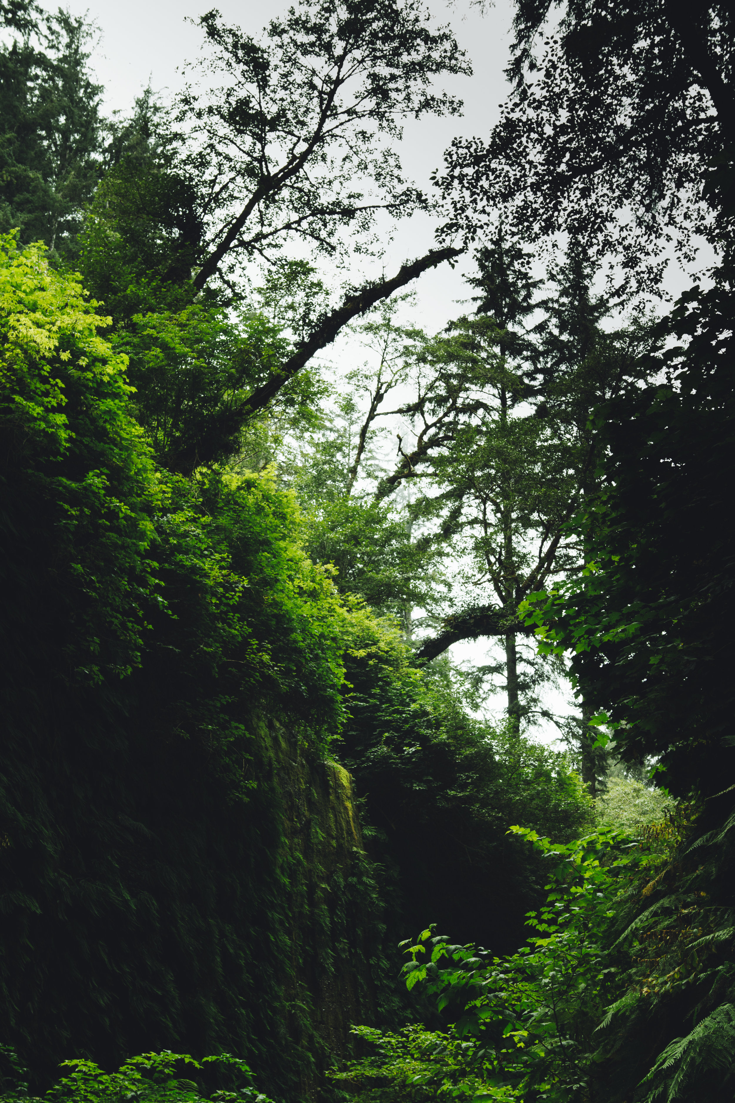 fern valley (1 of 1).jpg