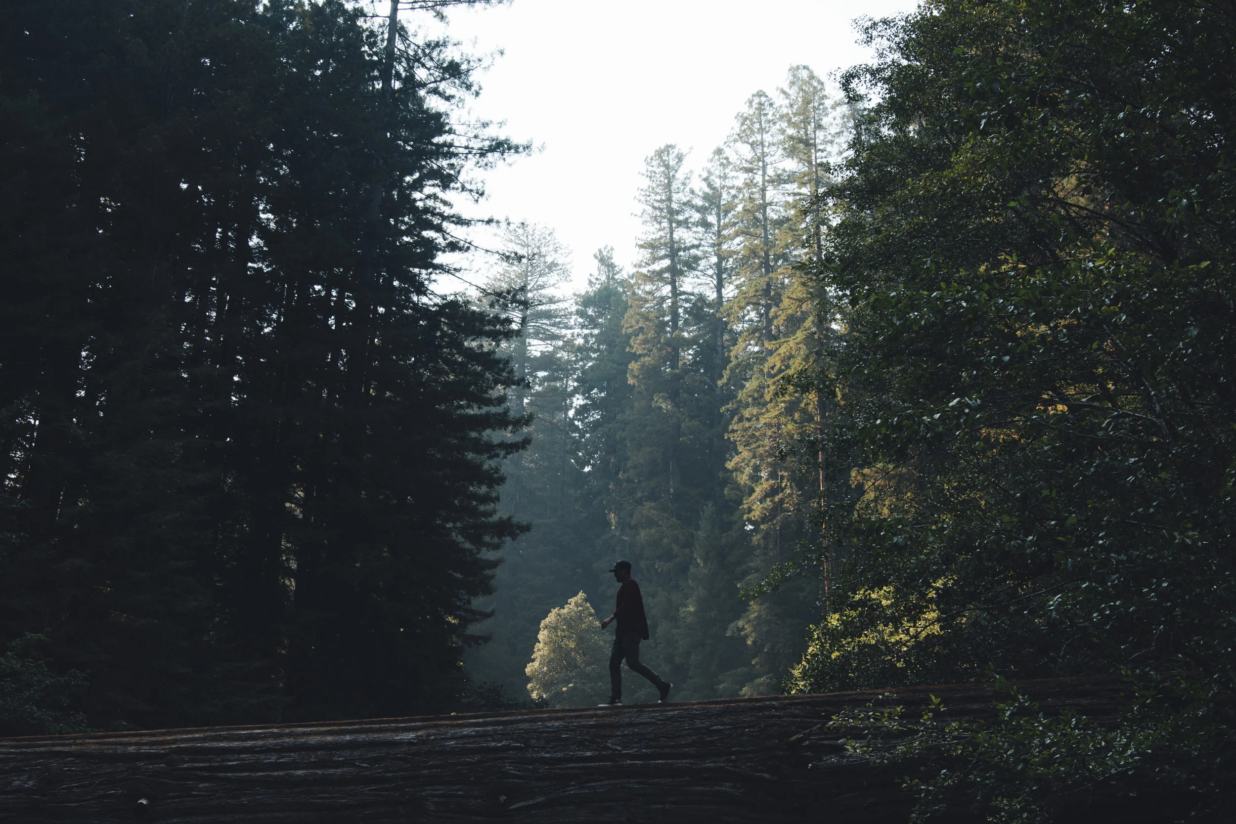 Log walk 2 (1 of 1).jpg