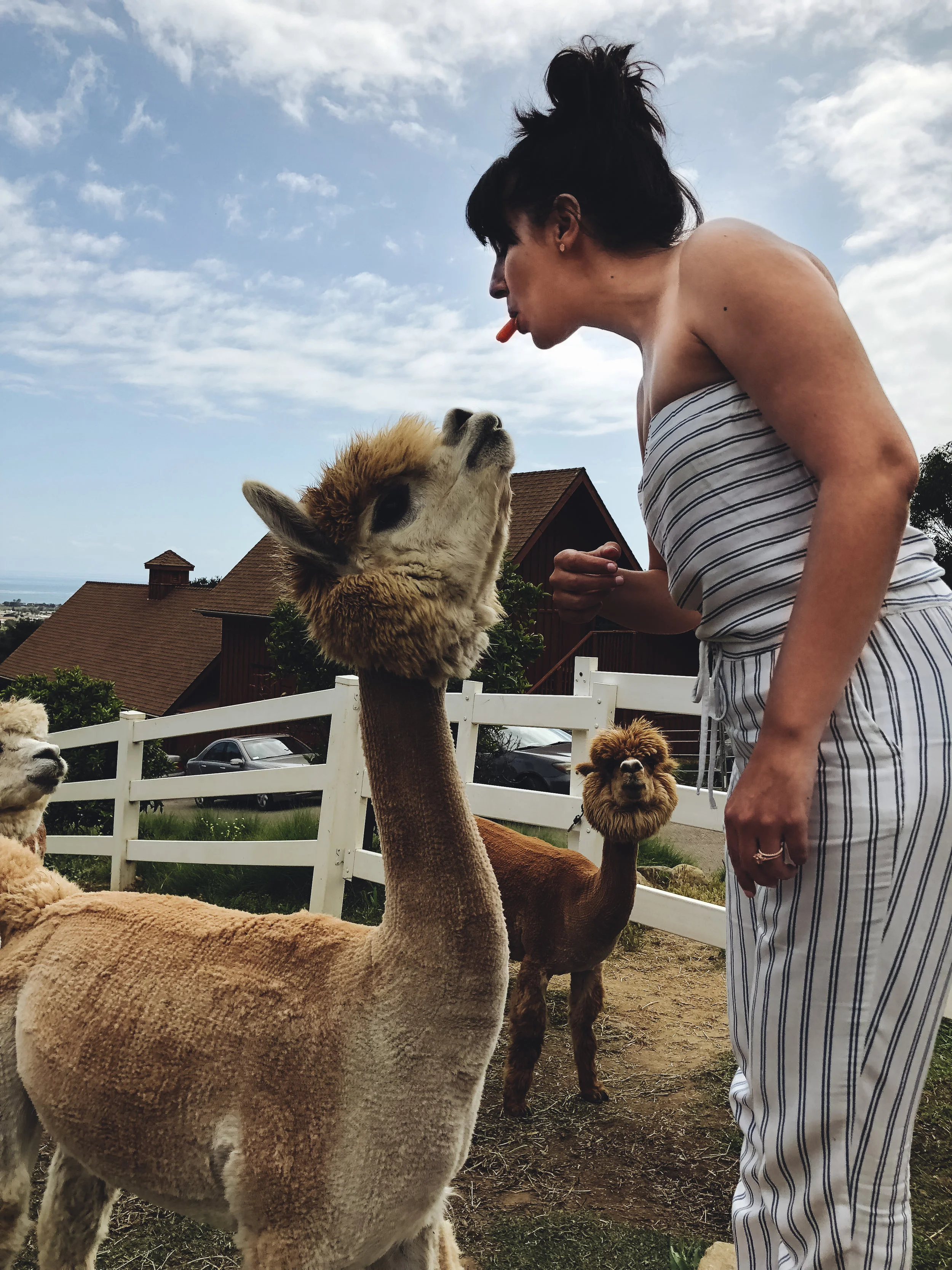 LLAMAs (3 of 20).jpg