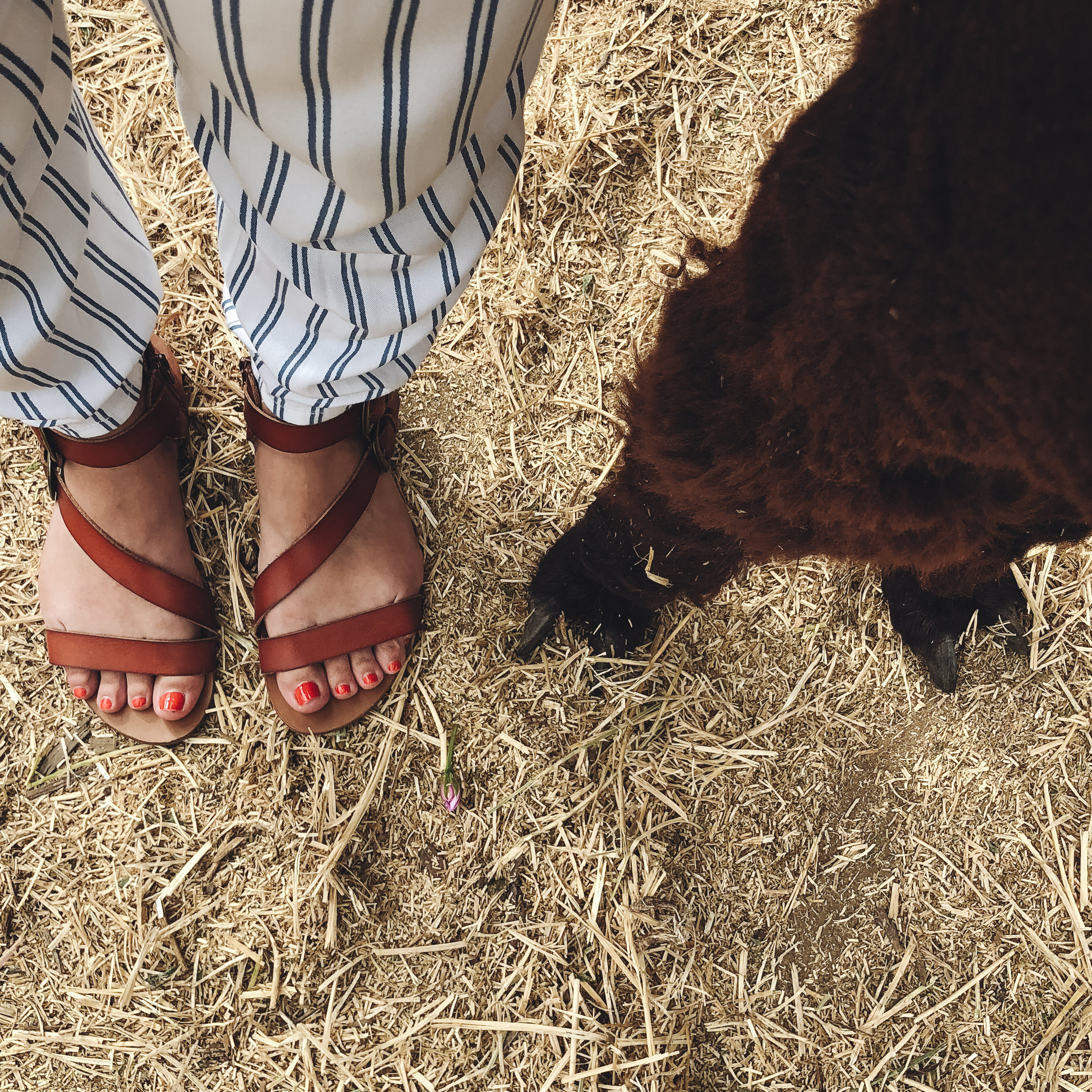 LLAMAs (11 of 20).jpg