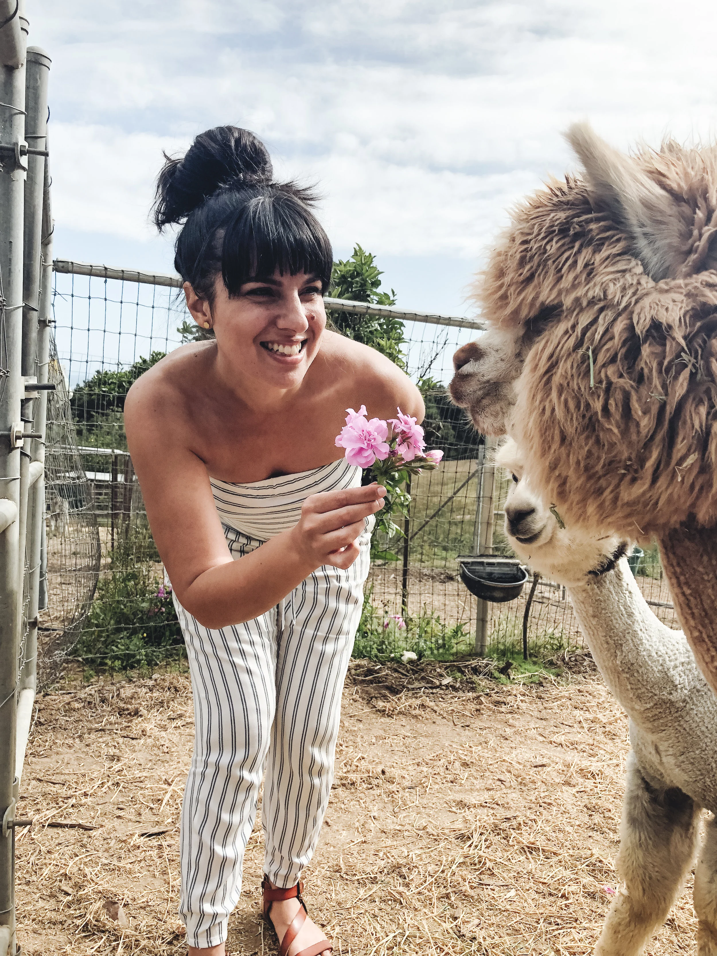 LLAMAs (12 of 20).jpg