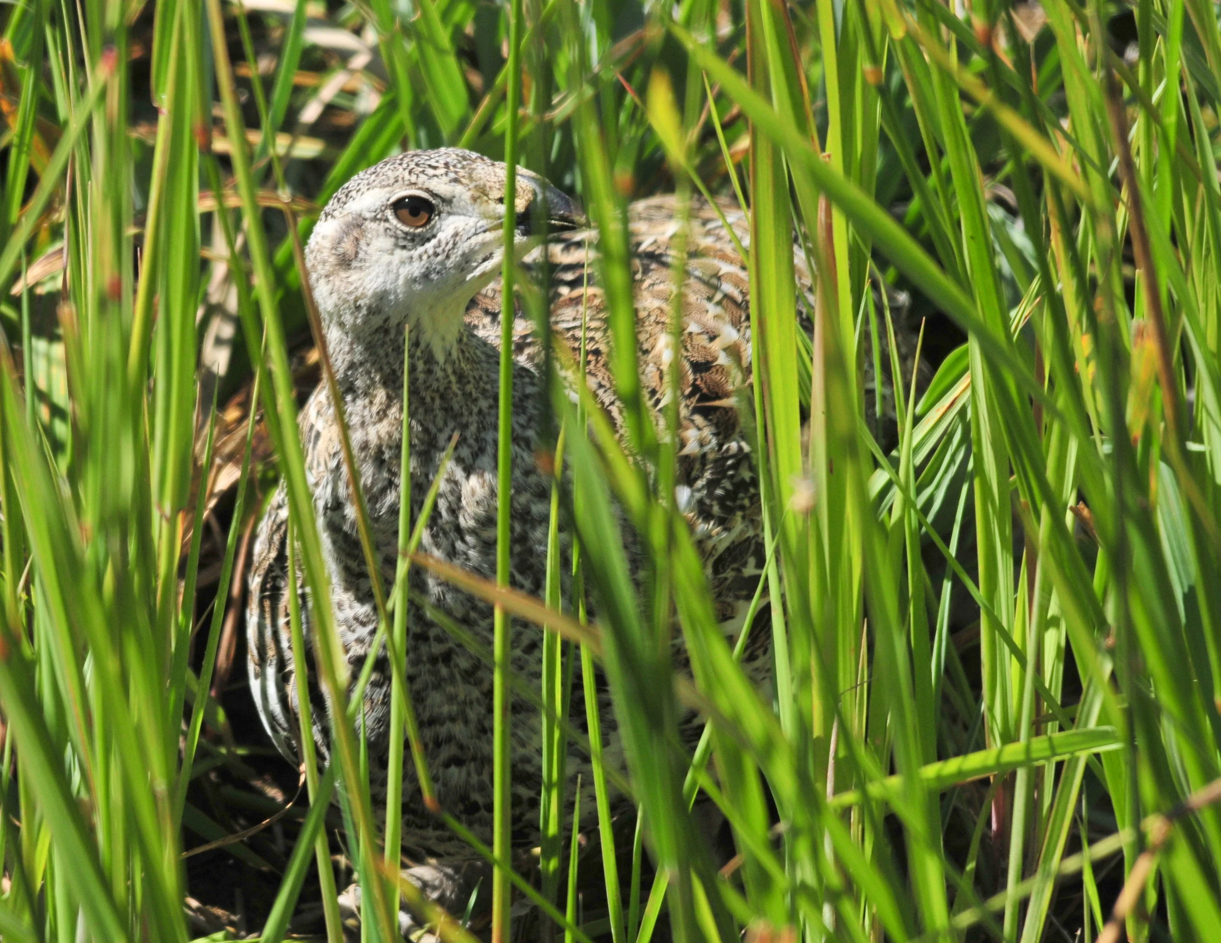 The availability of these mesic wet habitats, specifically the forbs and insects they support, impact wildlife like the iconic sage grouse. Restoring them will provide sage grouse with additional chick-rearing habitat, while helping other wildlife and landowners. So this mesic restoration demonstration project that Zeedyk is overseeing teaches tools that many are interested in learning.