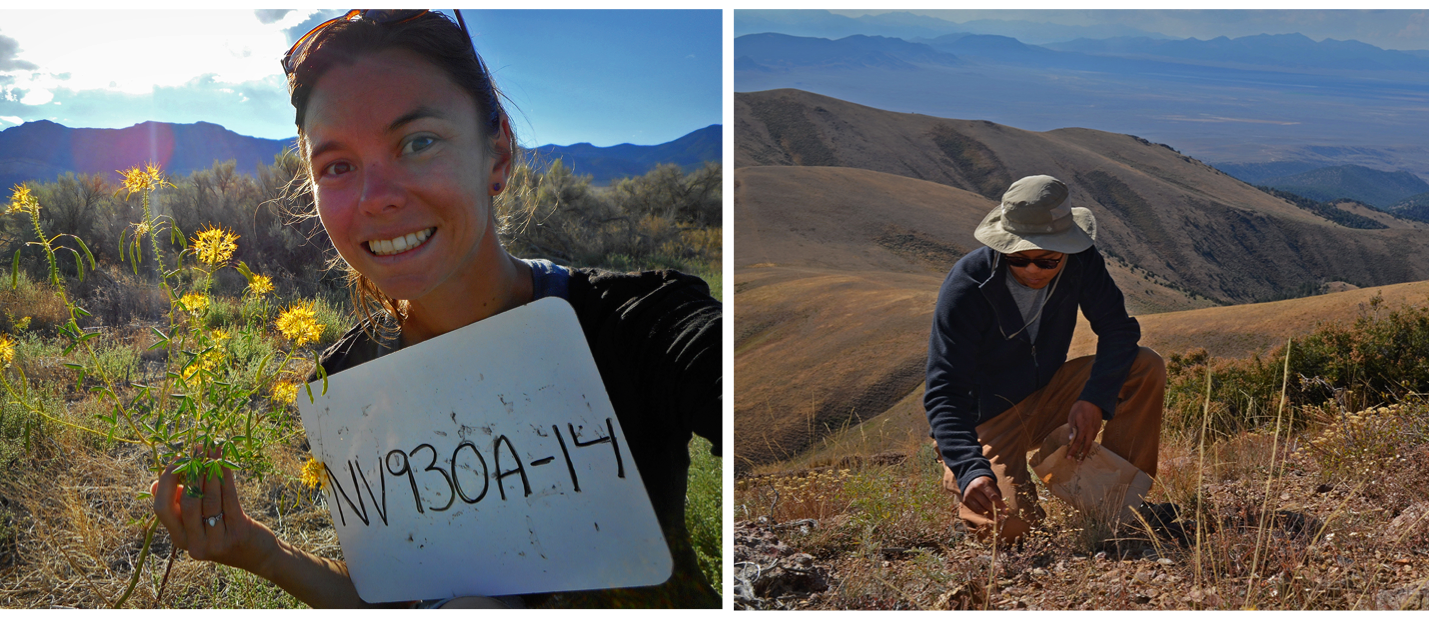 A Seeds of Success collection team comprised of Great Basin Institute interns Lauren Gonce and Marcus Tamura collect seeds from native plants in central Nevada. 