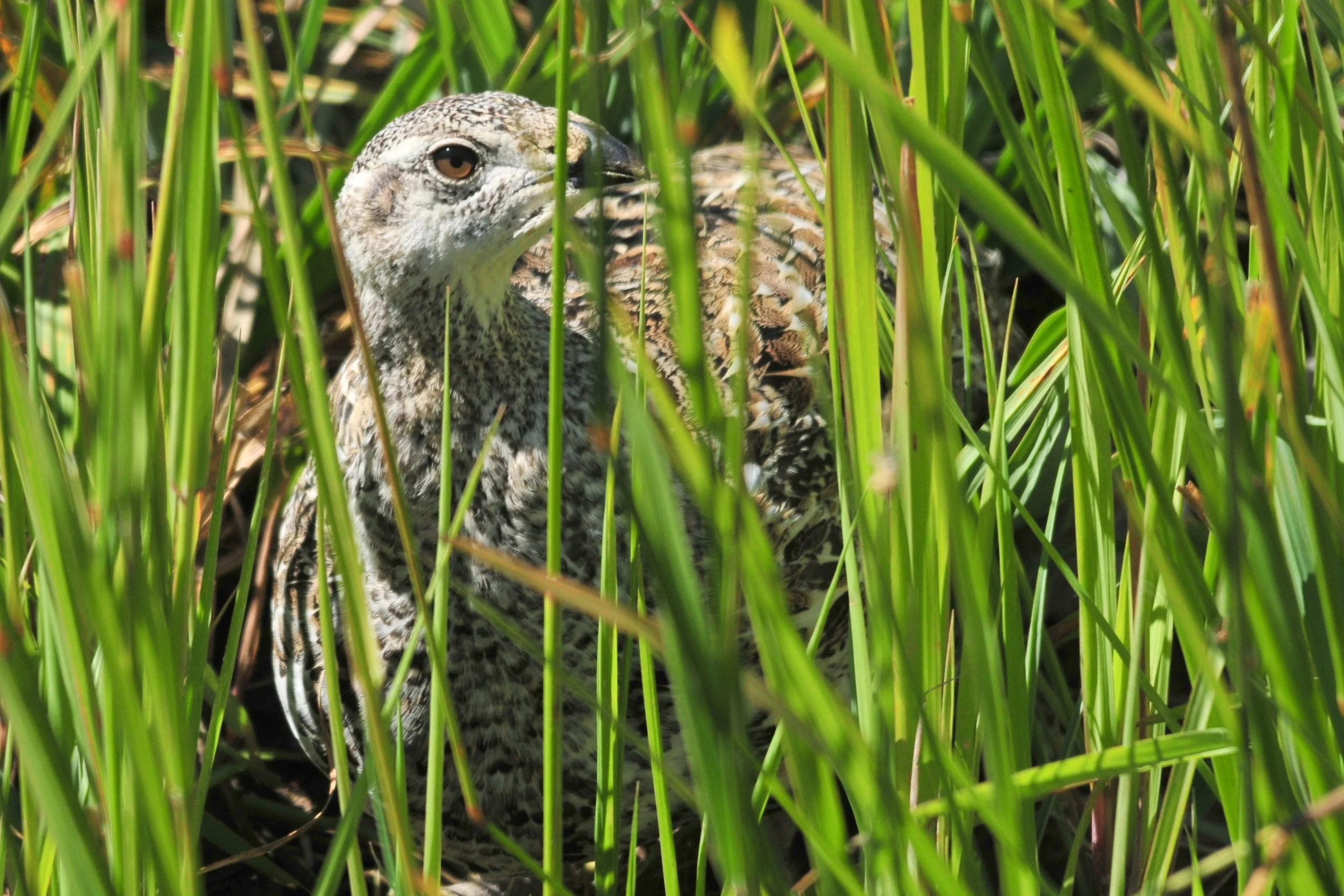 WY_hen in wet meadow_Tom Koerner, USFWS.jpg