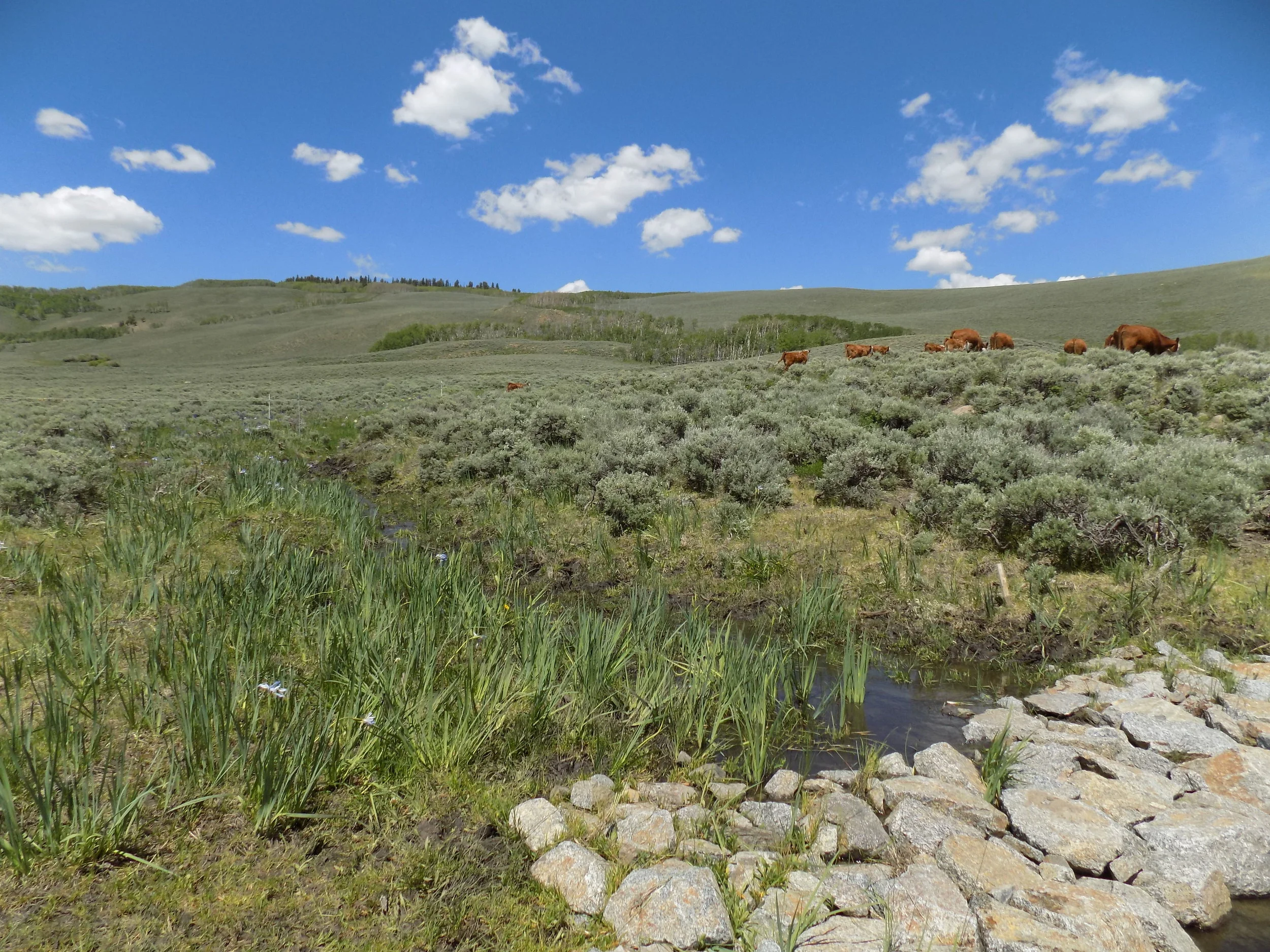cows_meadow restoration2_Shawn Conner.jpg