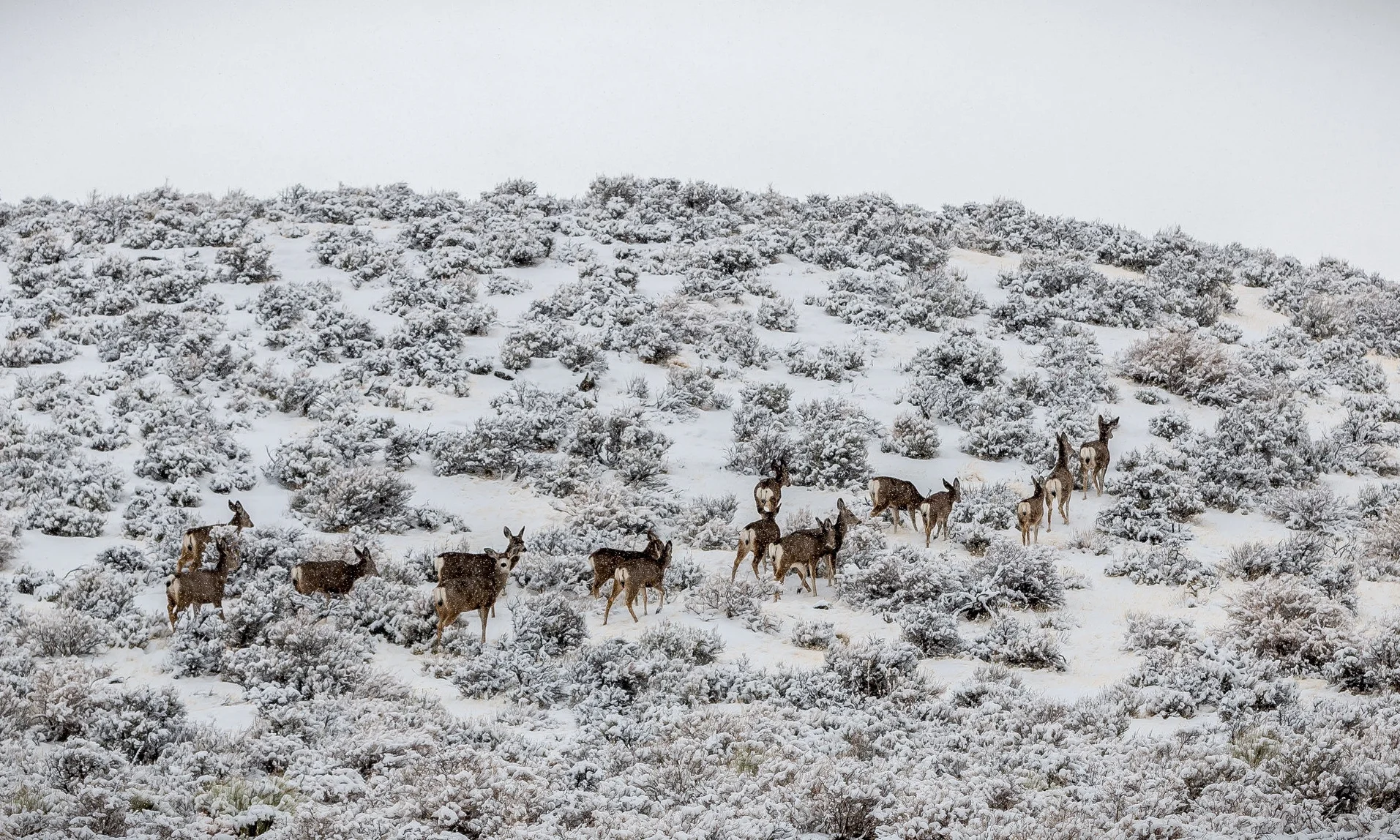OR_Warner Mtns mule deer_BLM.jpg