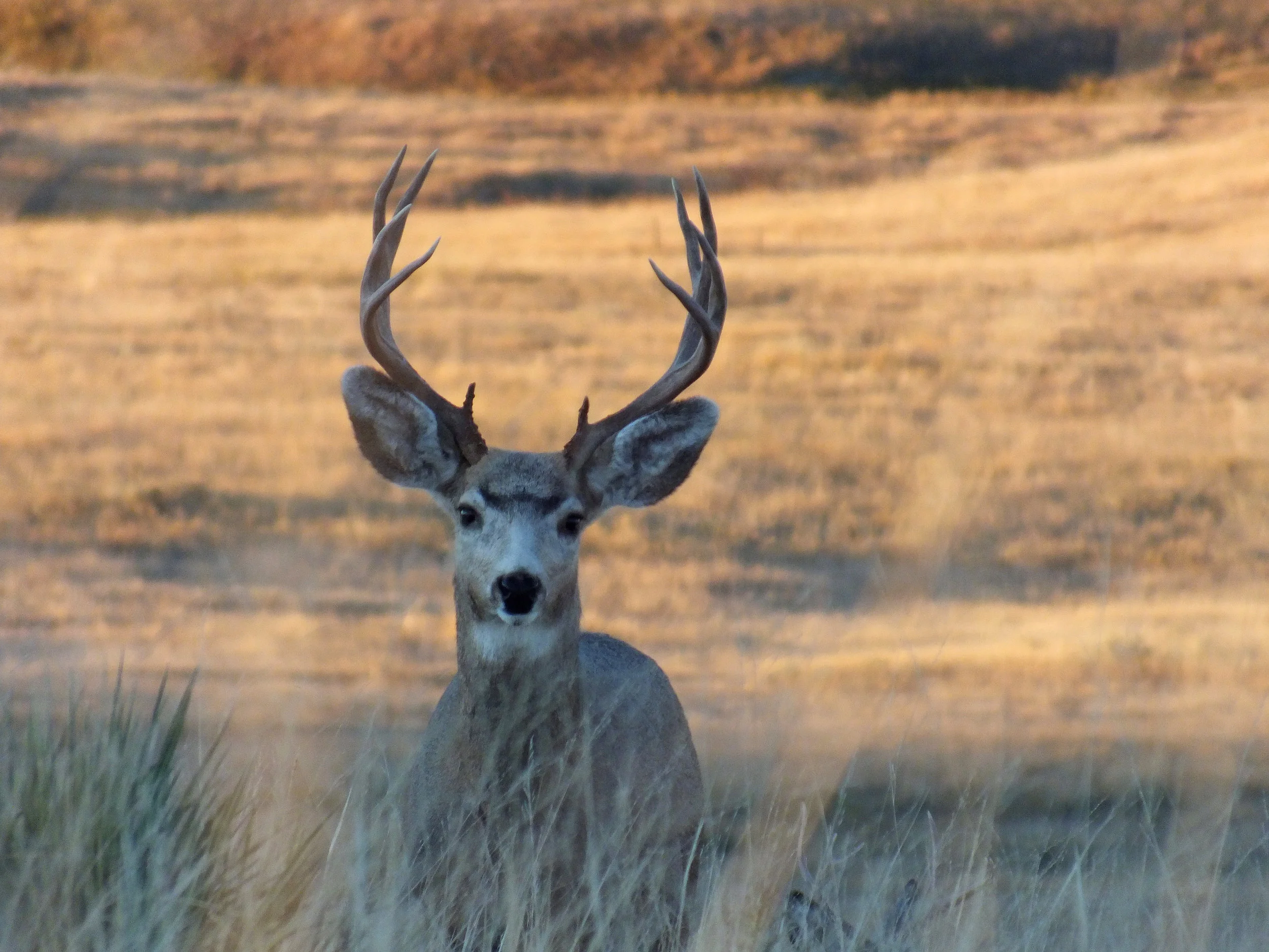 MuleDeer.jpg