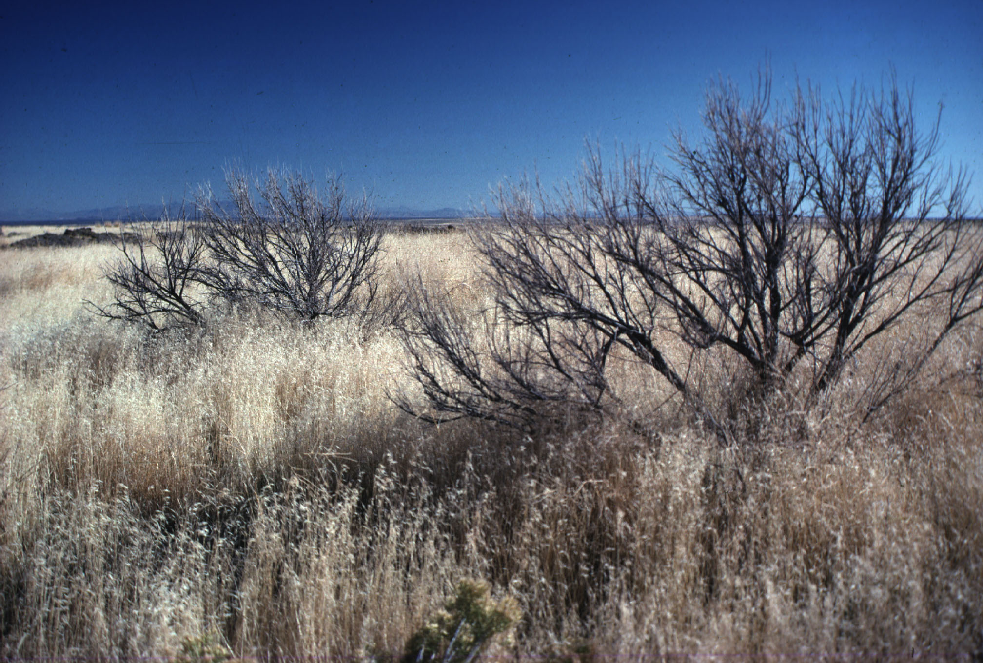 Wildfires, Invasive Grass Threaten Future of Western Sagebrush