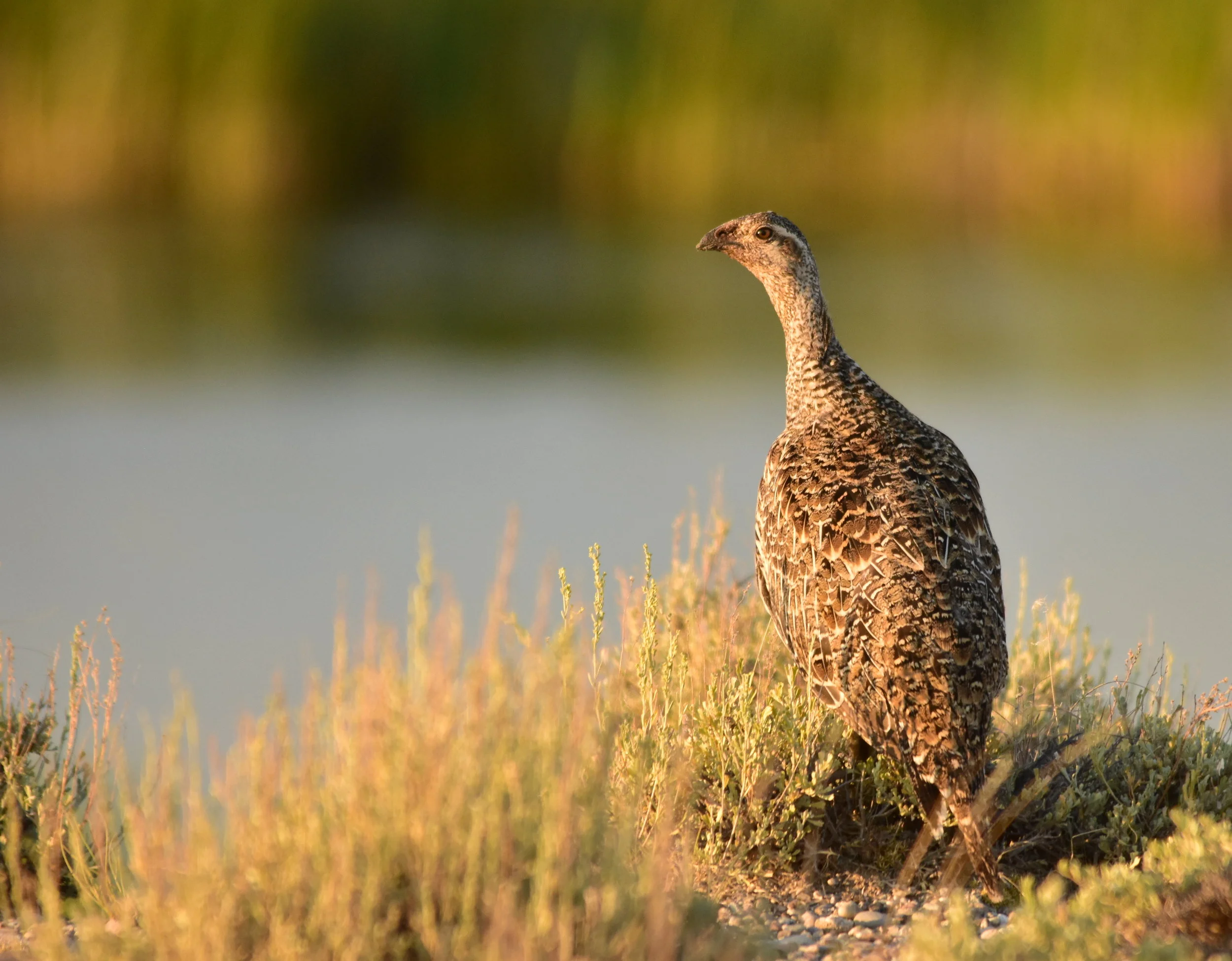 WY_SG hen near water_Tom Koerner_USFWS.jpg