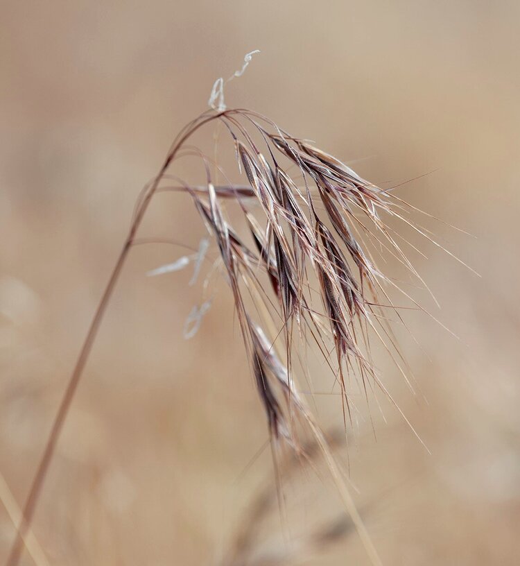 Cheatgrass is sometimes called “grassoline” due to how fast a fire can ignite and race across this fine fuel.