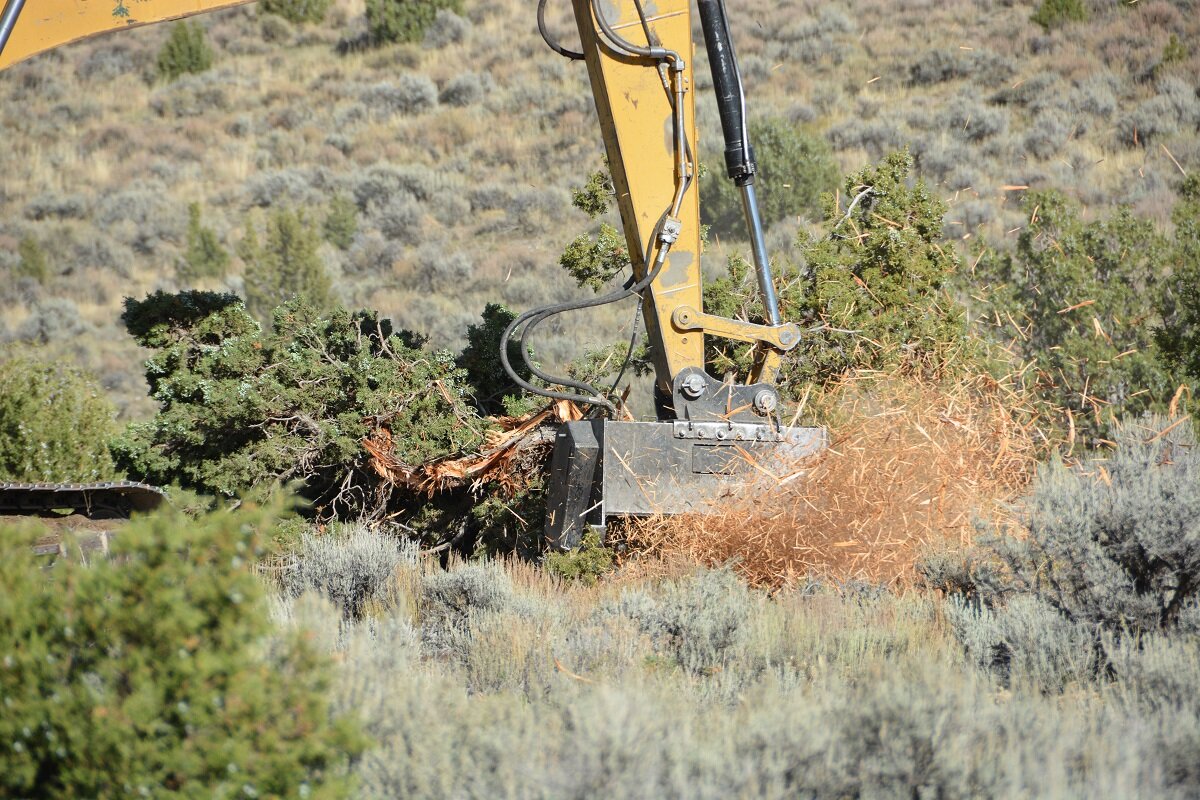 Conifer encroachment into sagebrush-steppe is a threat to sage grouse and a significant management challenge. Photo by Connor White.