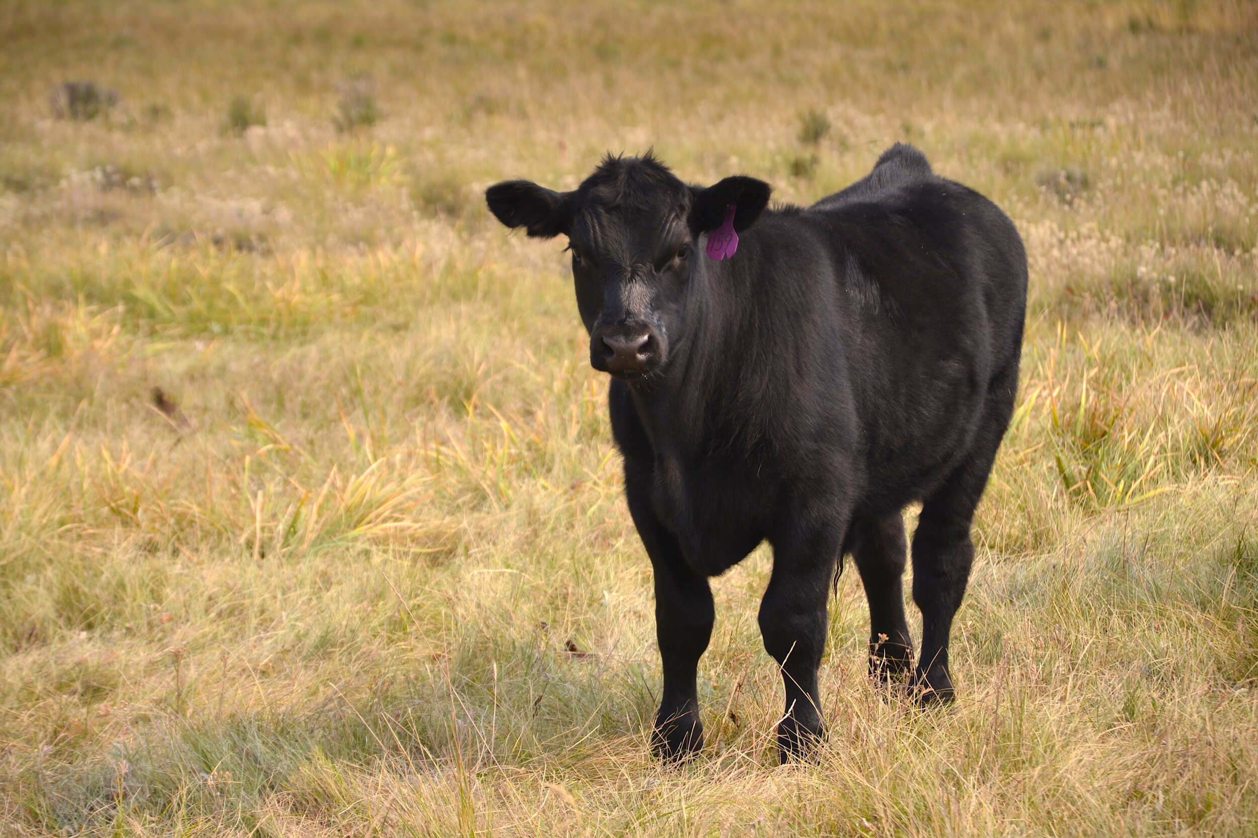 MT_calf close up Dillon FO_Hannah Nikonow.JPG