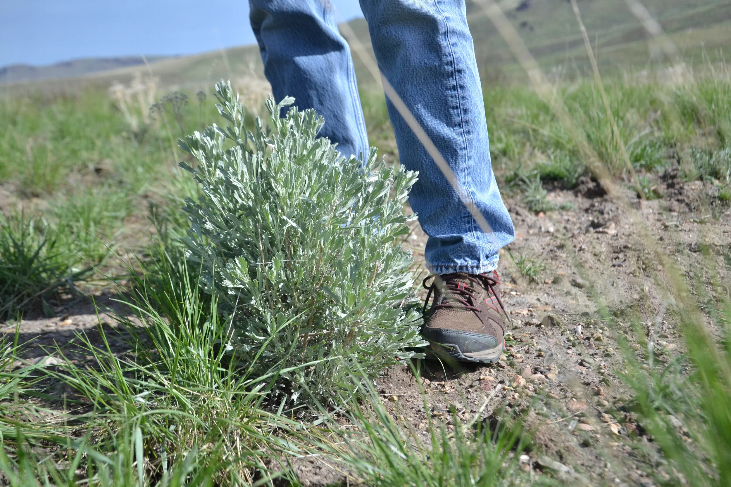 Position Opening: Outcome Based Grazing Program Coordinator