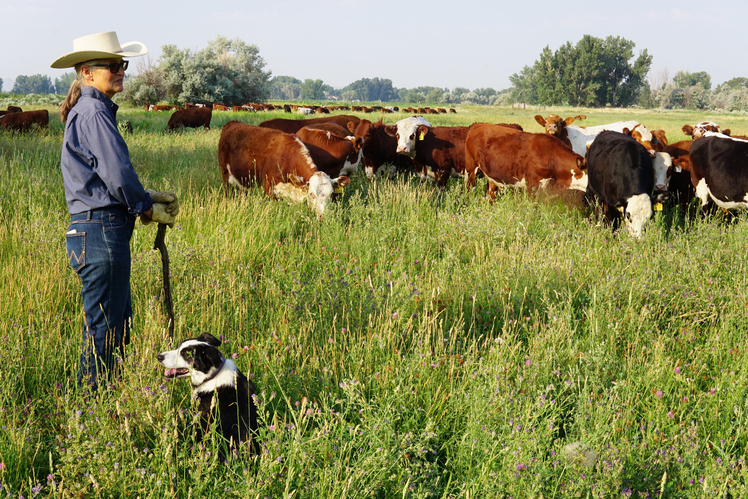 ID_2021Wendy Pratt moving cows12_Hannah Nikonow_cropped.jpg